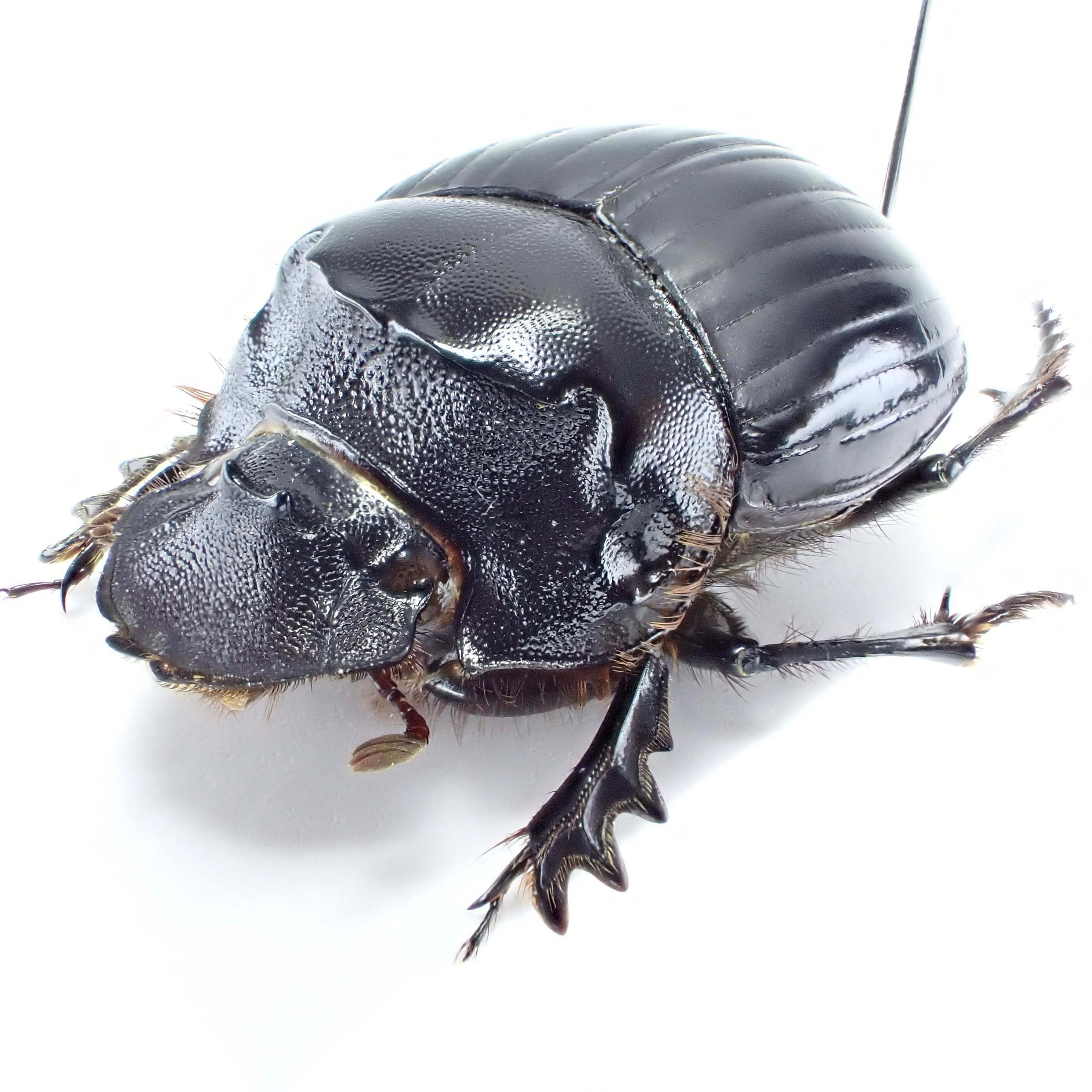 【極美展足】Diabroctis mirabilisダイコクコガネ 22mm♂フ アルゼンチン産 Dichotomius nobilis ♂♀ 22mm/22mm | 昆虫標本