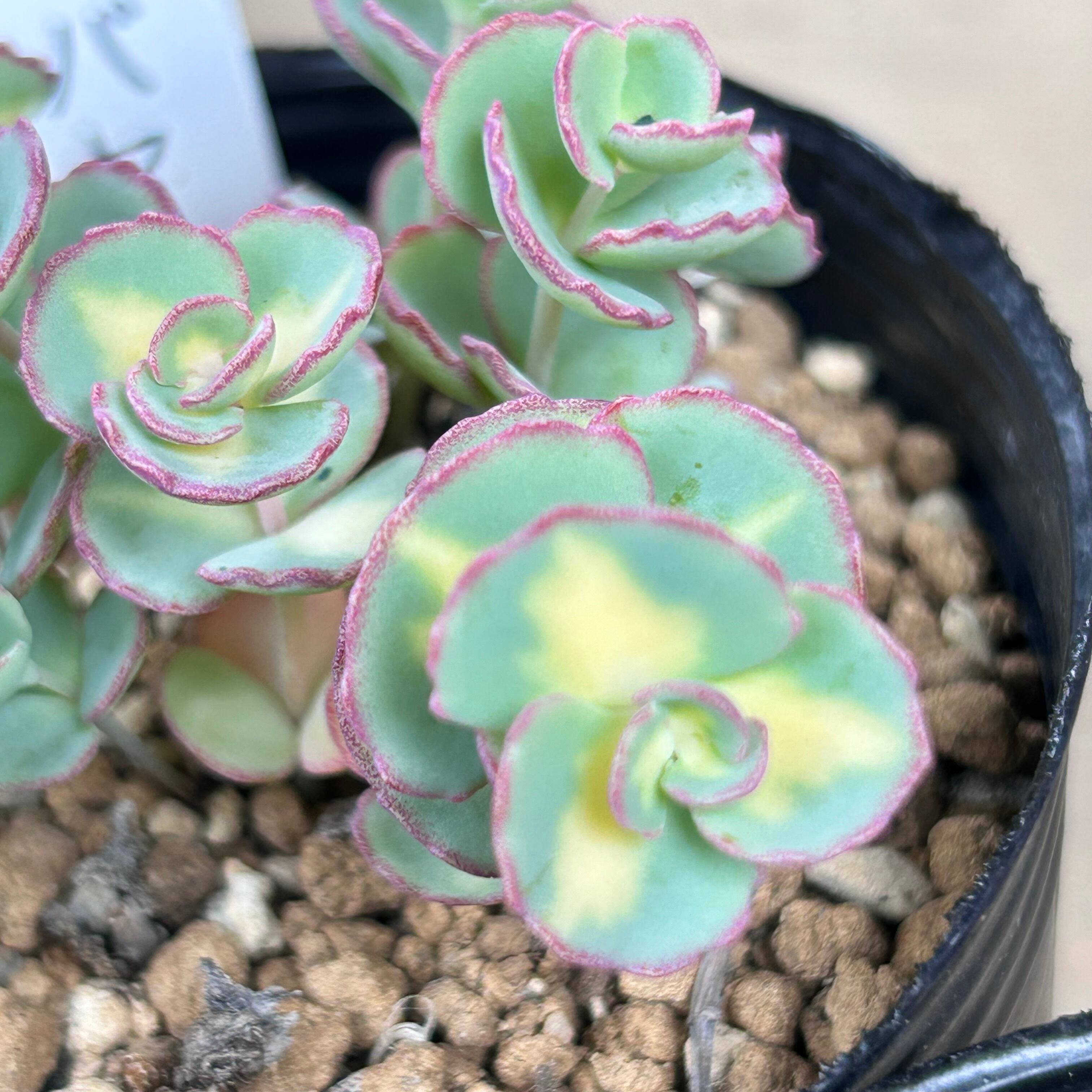 斑入りミセバヤ | RuPo 多肉植物専門店