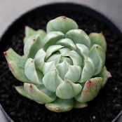カット苗 クイーンマリア錦 Echeveria 'Queen Maria Variegated'
