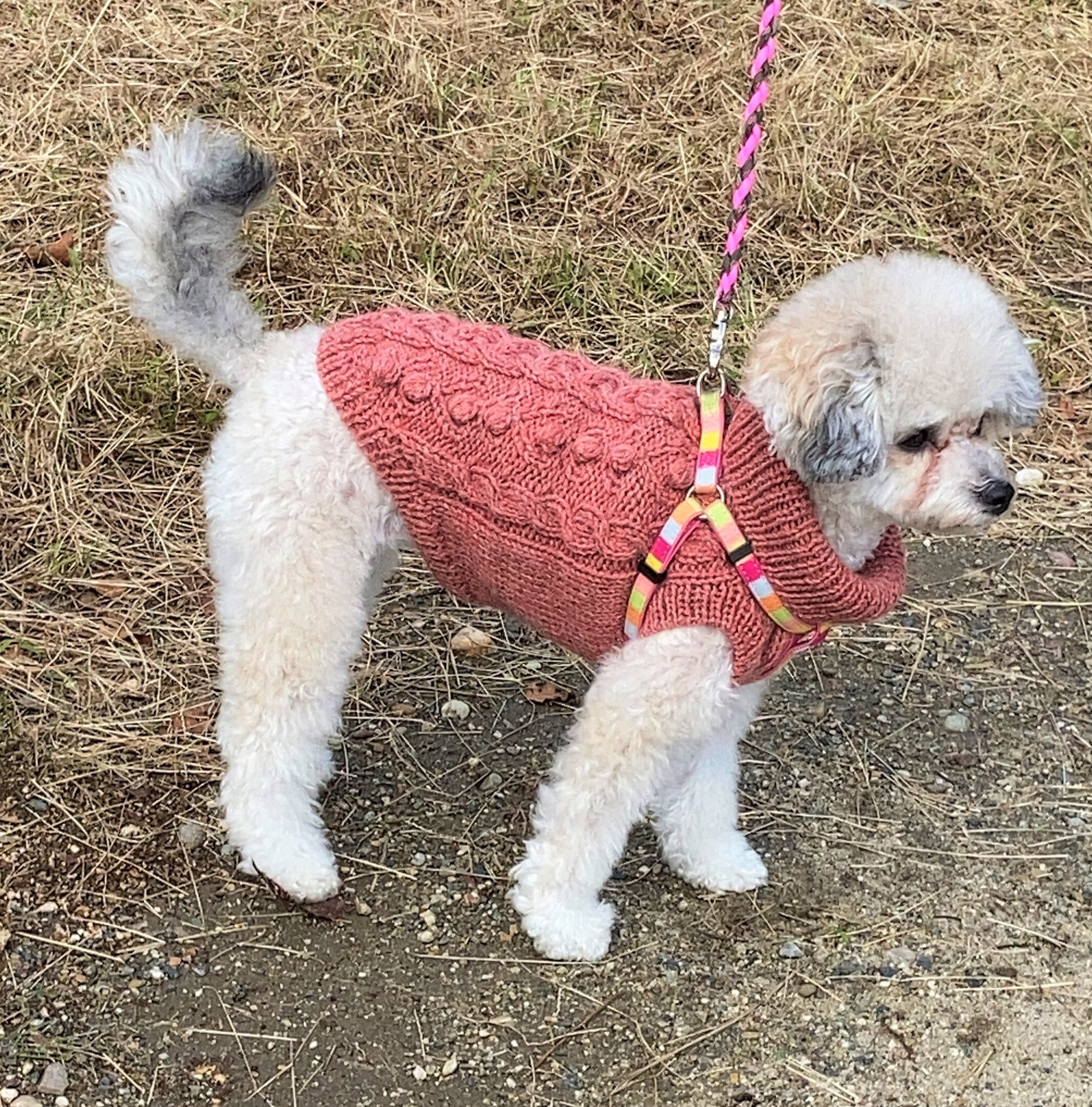 犬服:犬用ニット ボップルとケーブルのアランニット | にっとも堂