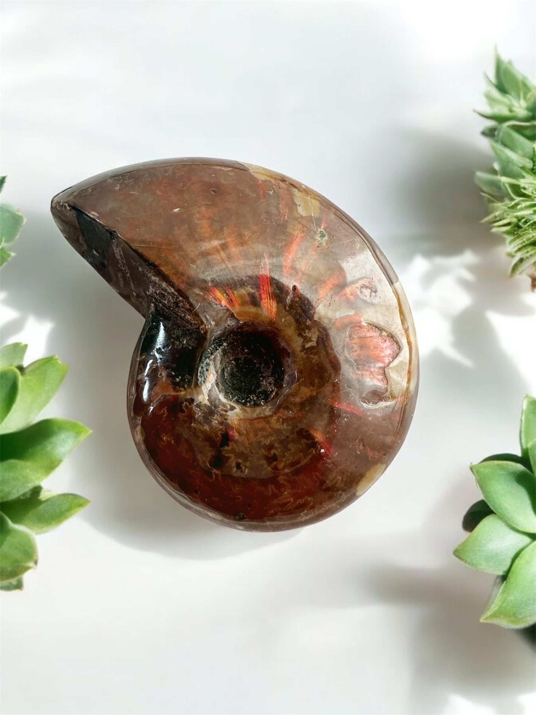 671 黒いアンモナイト化石 上下セットネパール ヒマラヤ標高3800m