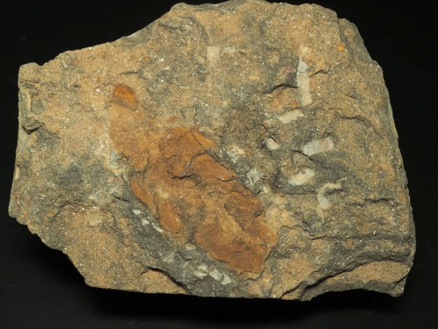 環形動物の化石【Plumulites tafennaensis】【131 g】モロッコ王国産/プルムリテス