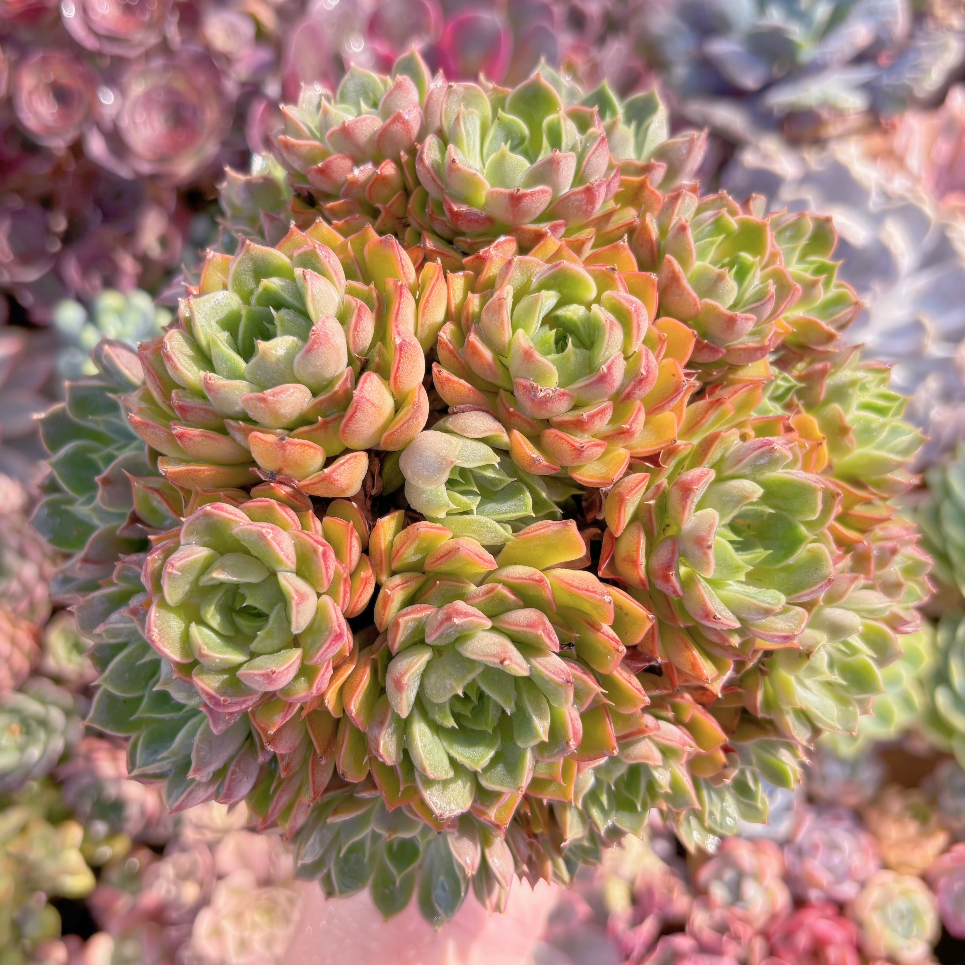 現品　シャルルローズ#C20　特大群生　るる農園