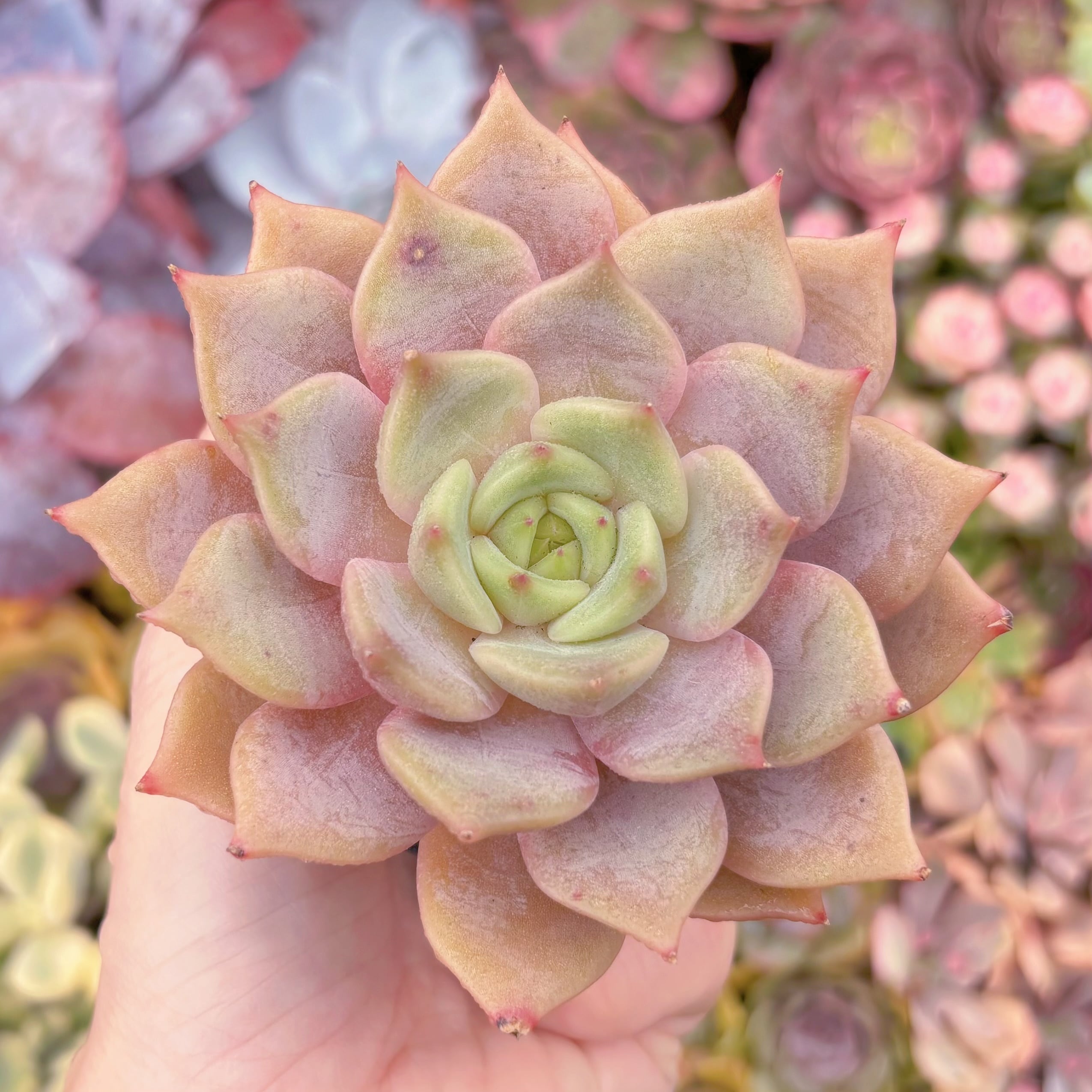 現品　ローラメエボニー#D16　希少　るる農園