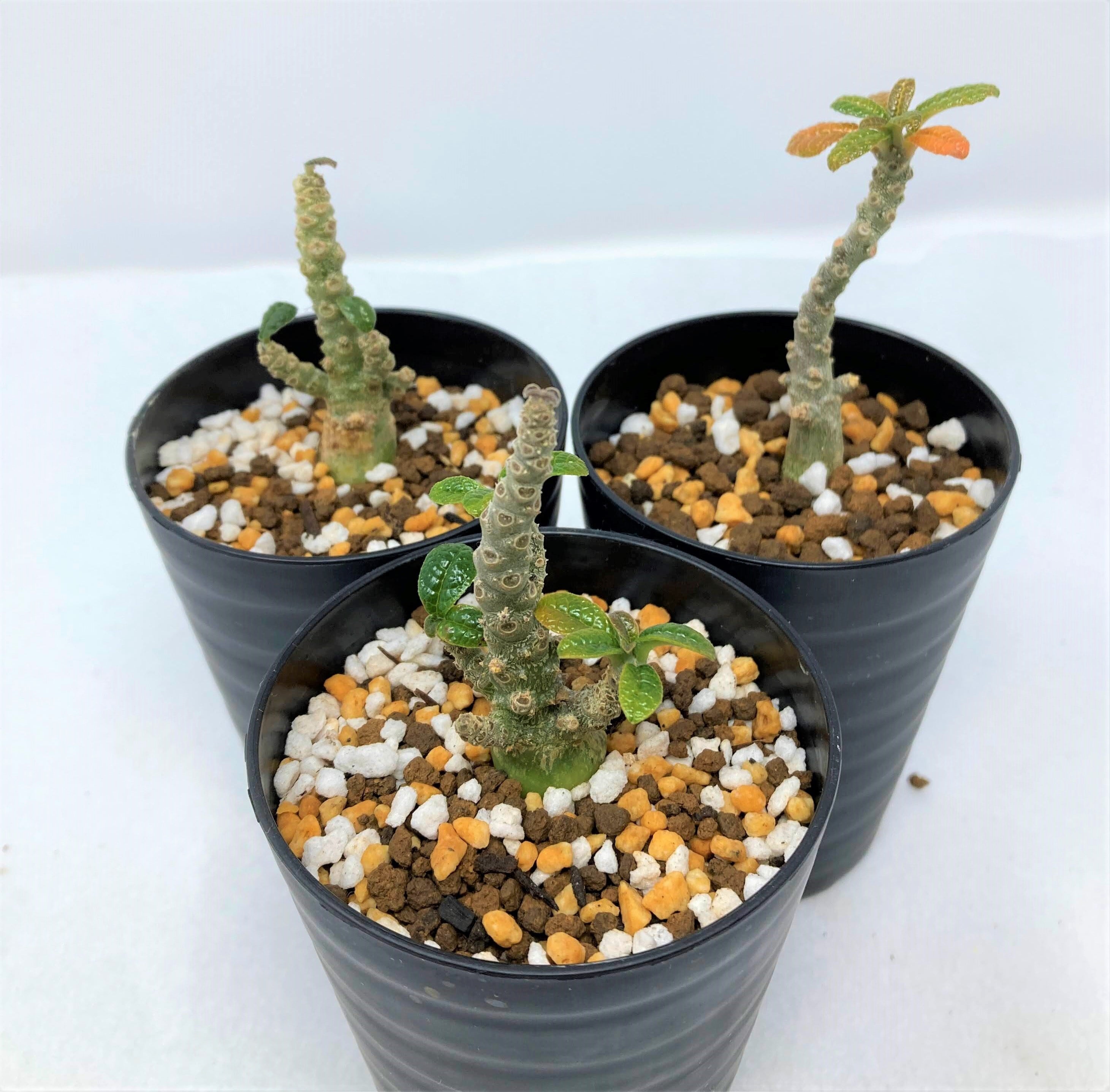 種子ドルステニア ギガス 種子5粒