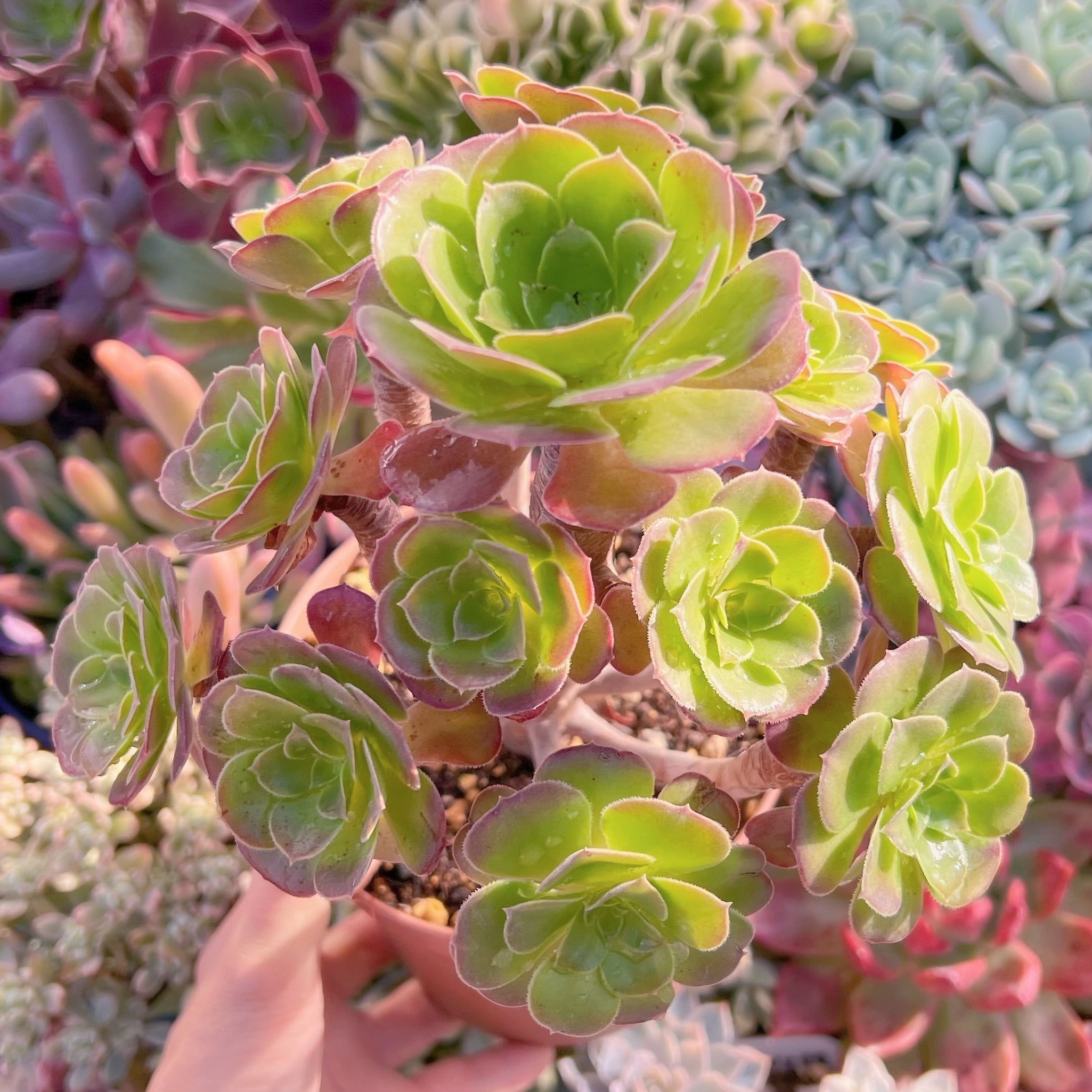 現品　ローズ法師#647　群生　るる農園