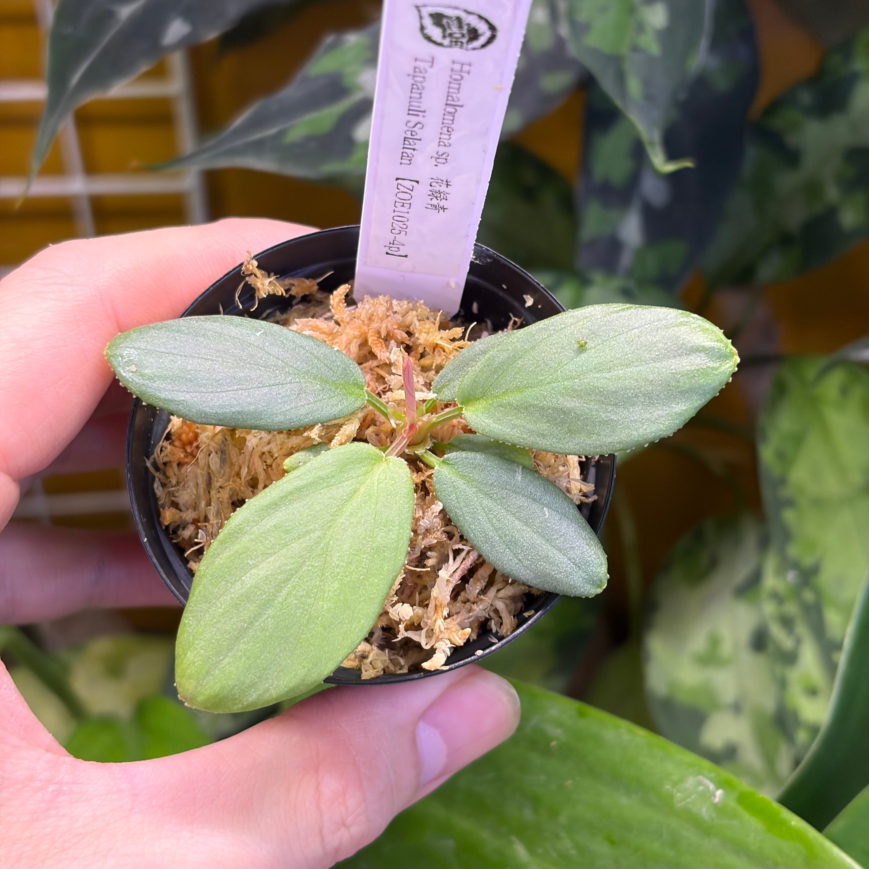 Homalomena sp. Sulawesi 【ZOE0925-3b】 | 熱帯雨林植物専門店 トイ吉園芸