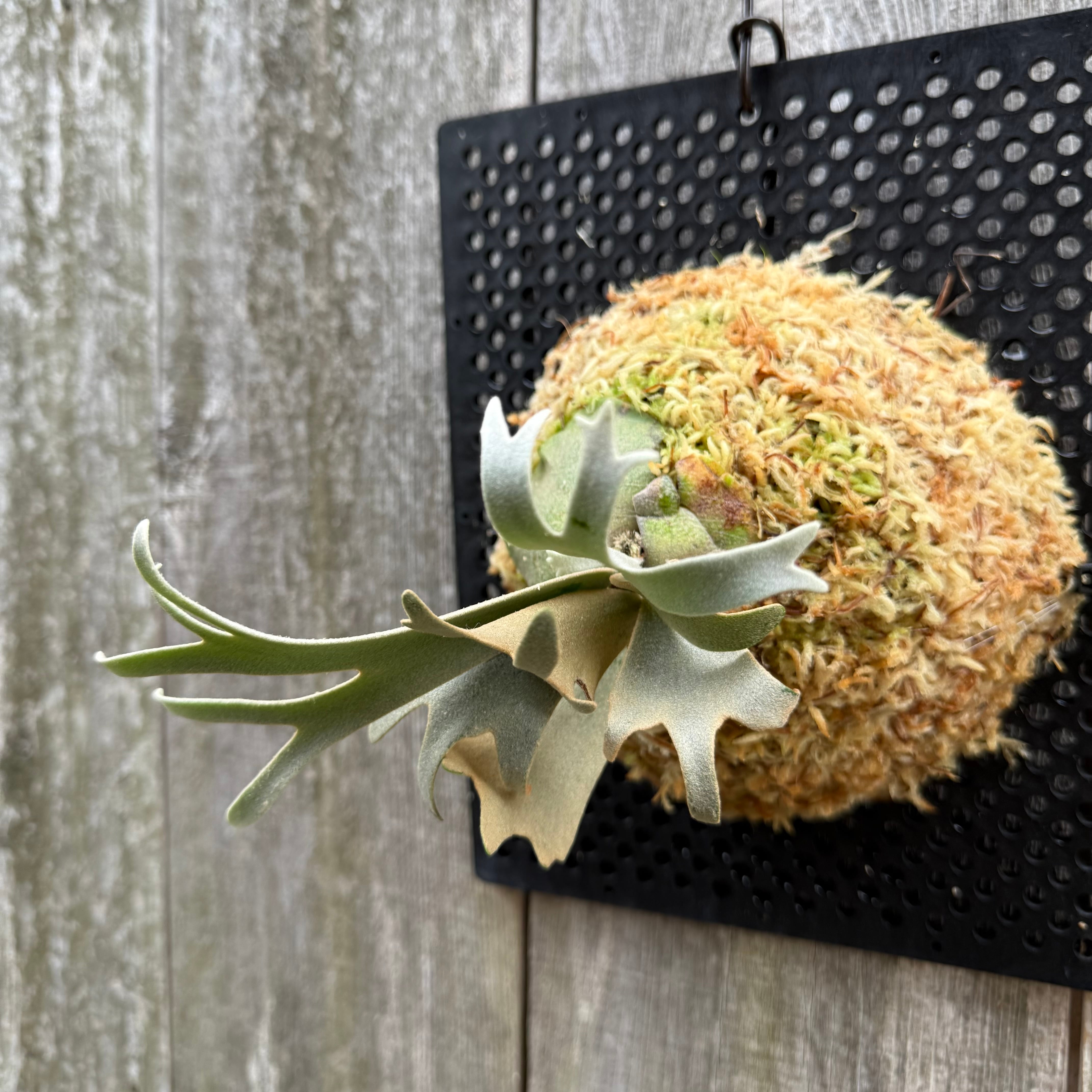 P. willinckii watchara sporelings dwarf (pup) | naturefix