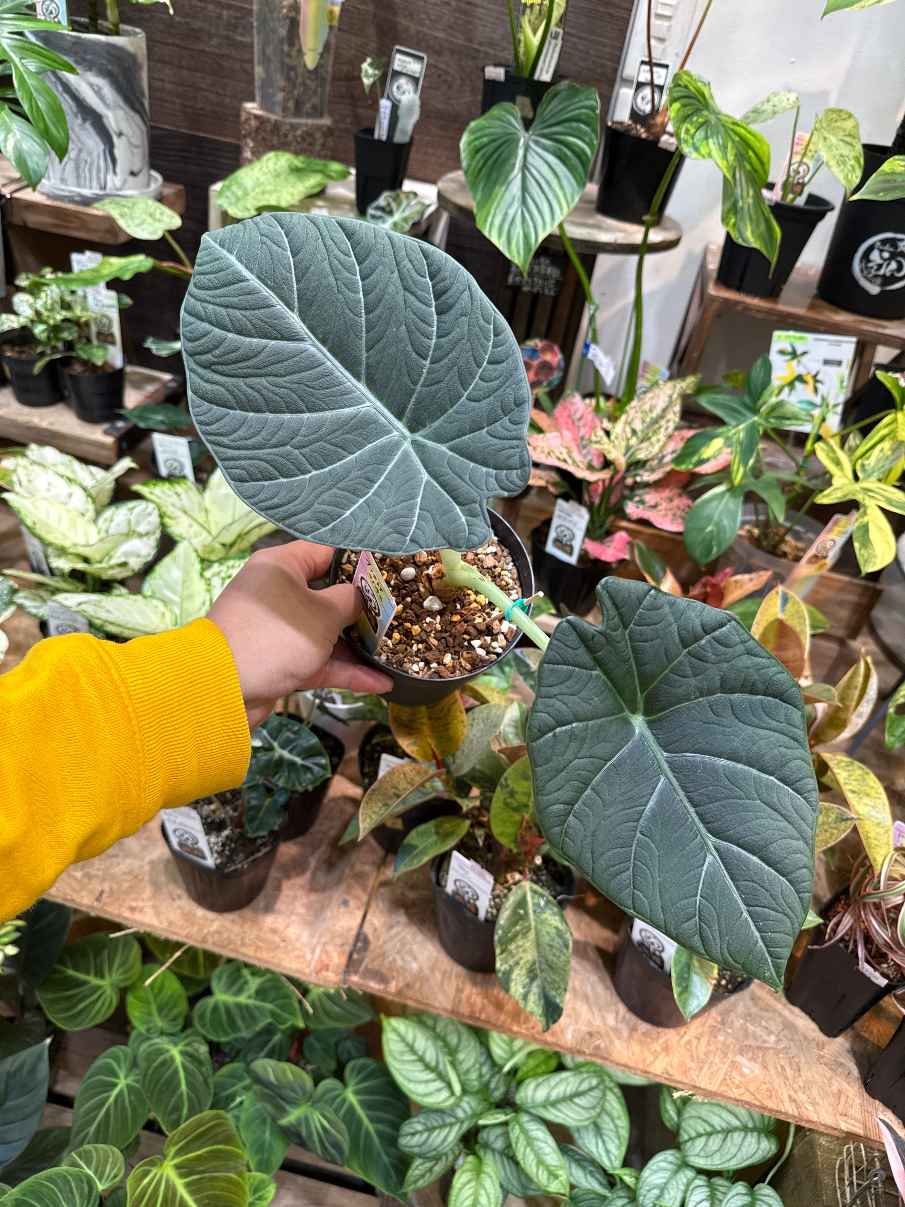 アロカシア マハラニ4号 | Gardenえん 【観葉熱帯植物】