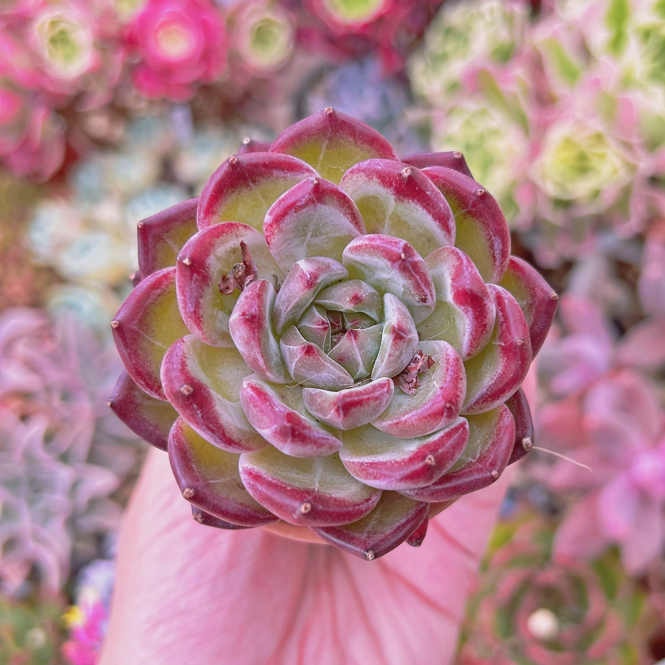 現物　多肉植物　シャンペーンxルビン　