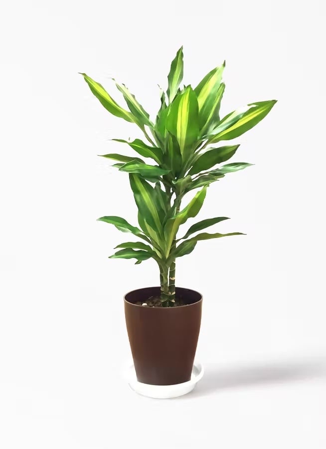 観葉植物 オリーブの木 10号 チプレッシーノ プラスチック鉢 | CAgarden