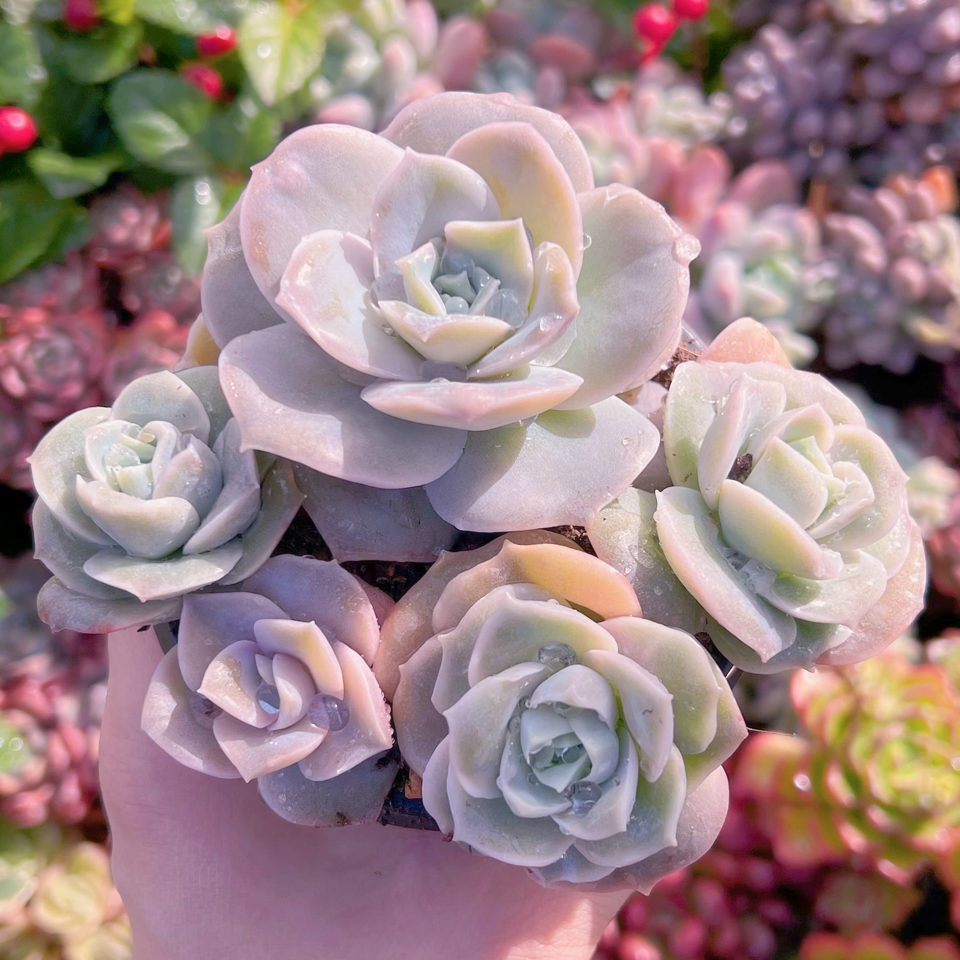 現品　ラブリーローズ#601   古株　るる農園