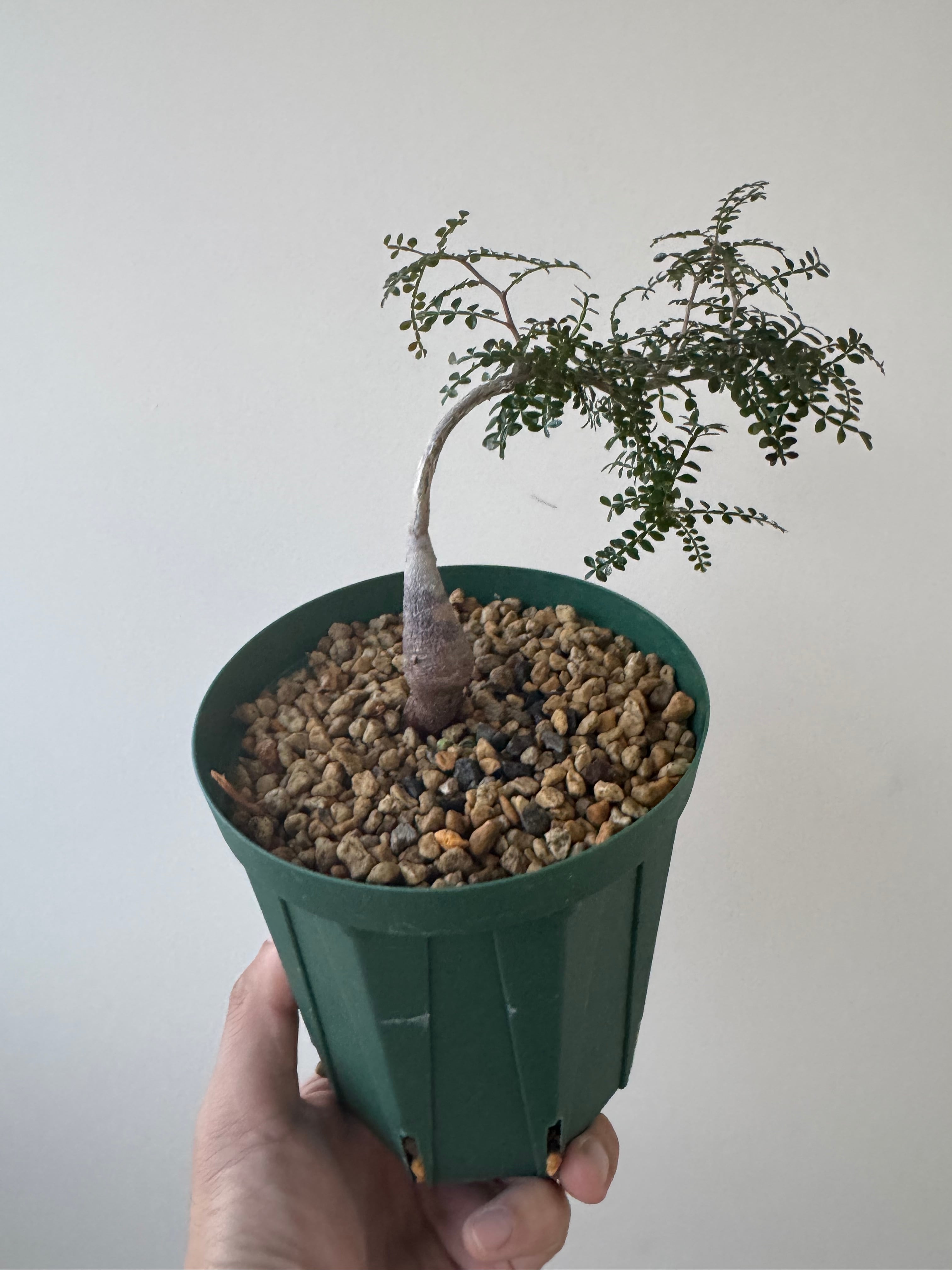 塊根植物 -caudex- | 青坊主-aobouzu-