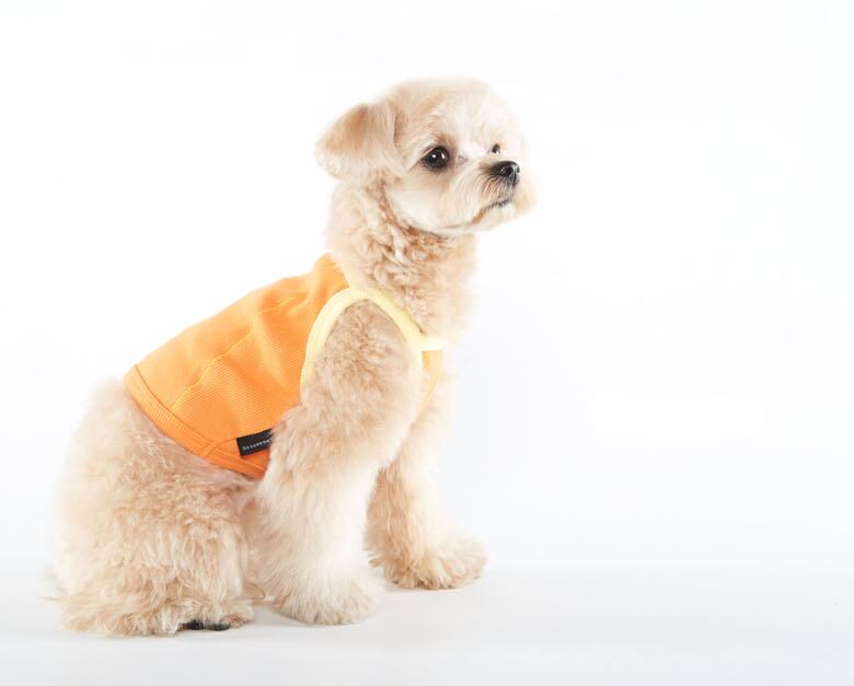 フルーツクロップドトップス S ~ 2XL / 犬の服 犬服 ペット洋服 ドッグウェア ペット用品 小型犬 中型犬 top115
