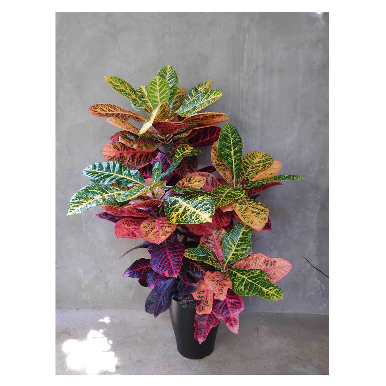 Croton 'Super petra' | Seeding