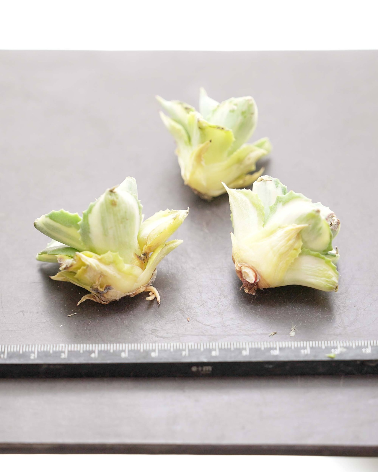 カット苗 アガベ 王妃雷神 ミニ株【日本最安値？！】 Agave potatorum 'Ouhi Raijin'