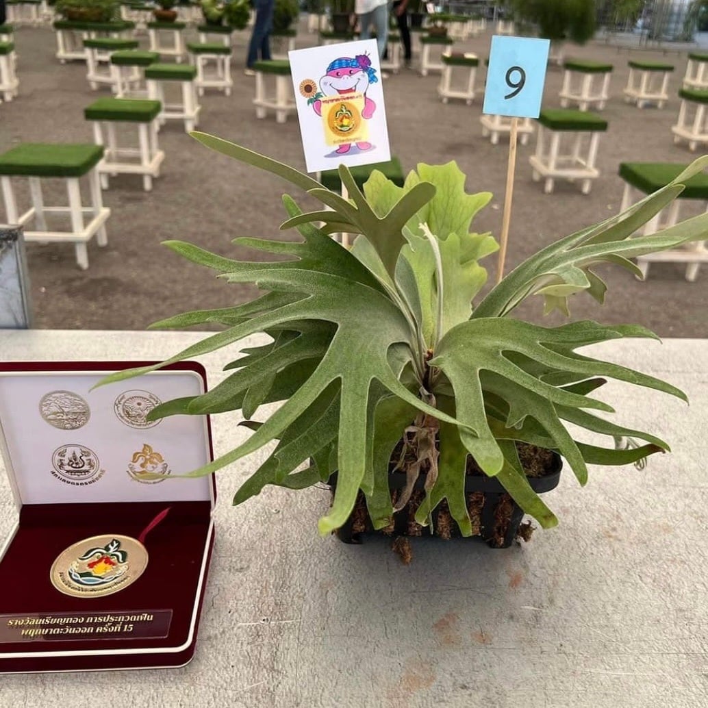 P.willinckii makigumo (pup) | naturefix