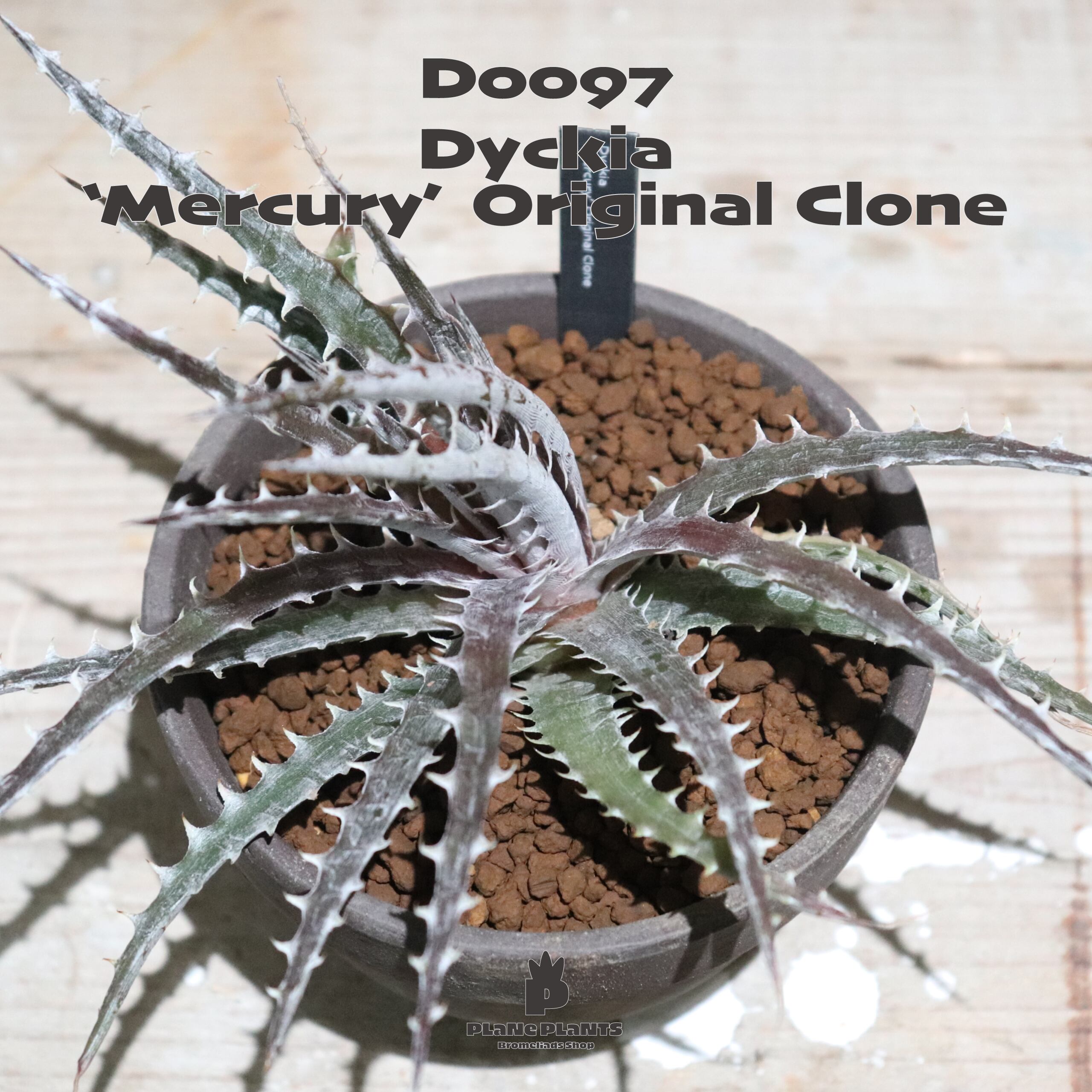 送料無料】'Mercury' Original Clone《未発根株》〔ディッキア〕現品