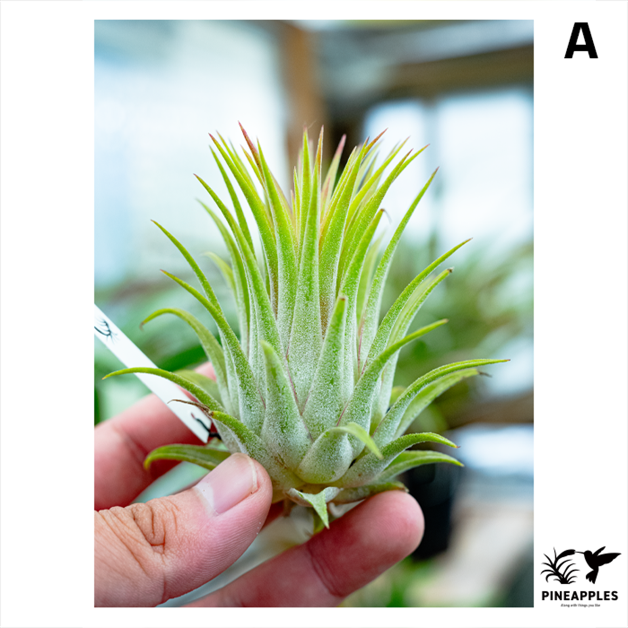 Tillandsia ionantha 'Rubra'  特撰 - 1