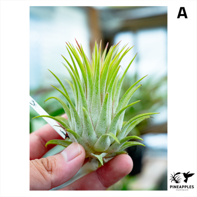 Tillandsia neglecta 'Dark Clone' | PINEAPPLES