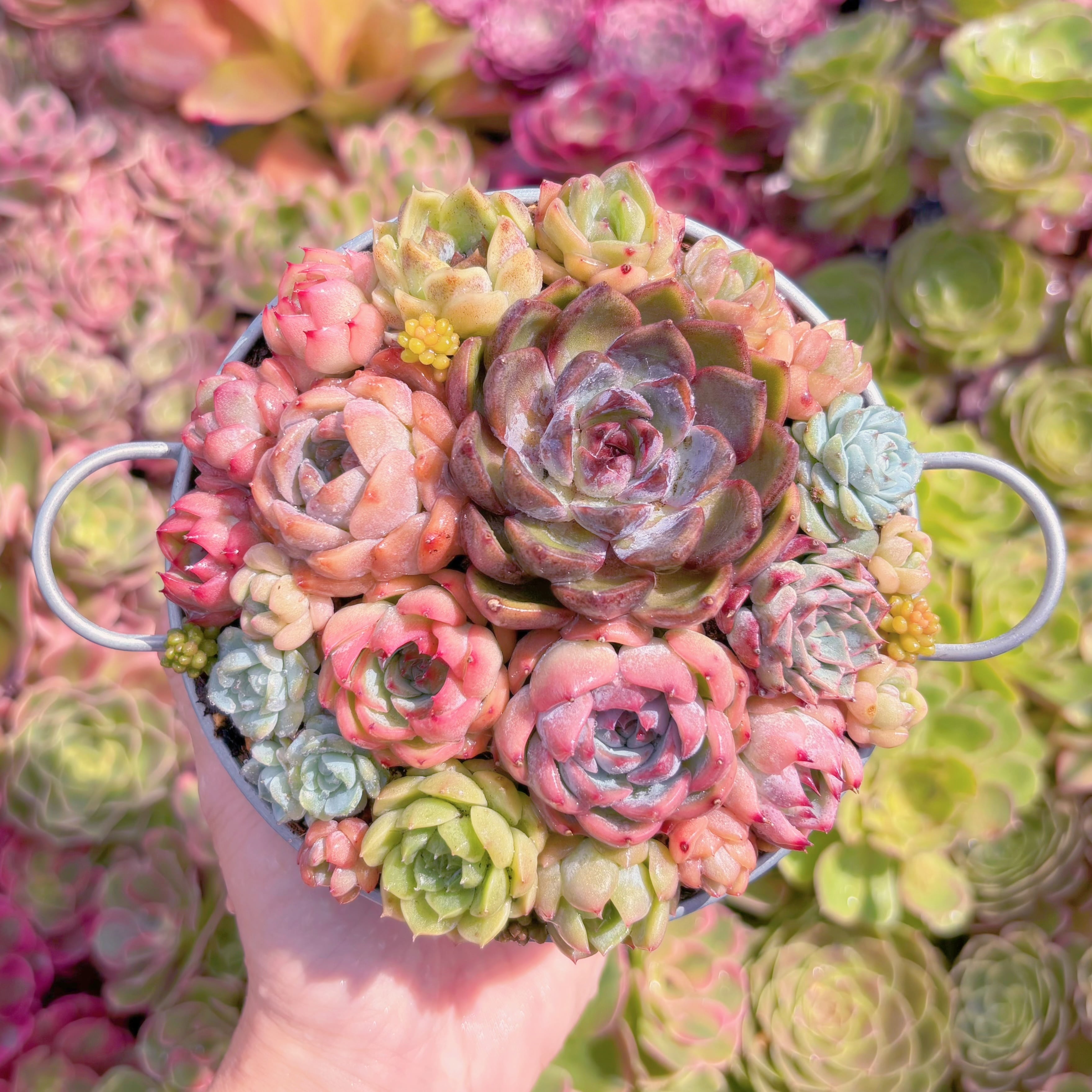 現品　寄せ植えセット#K537　るる農園