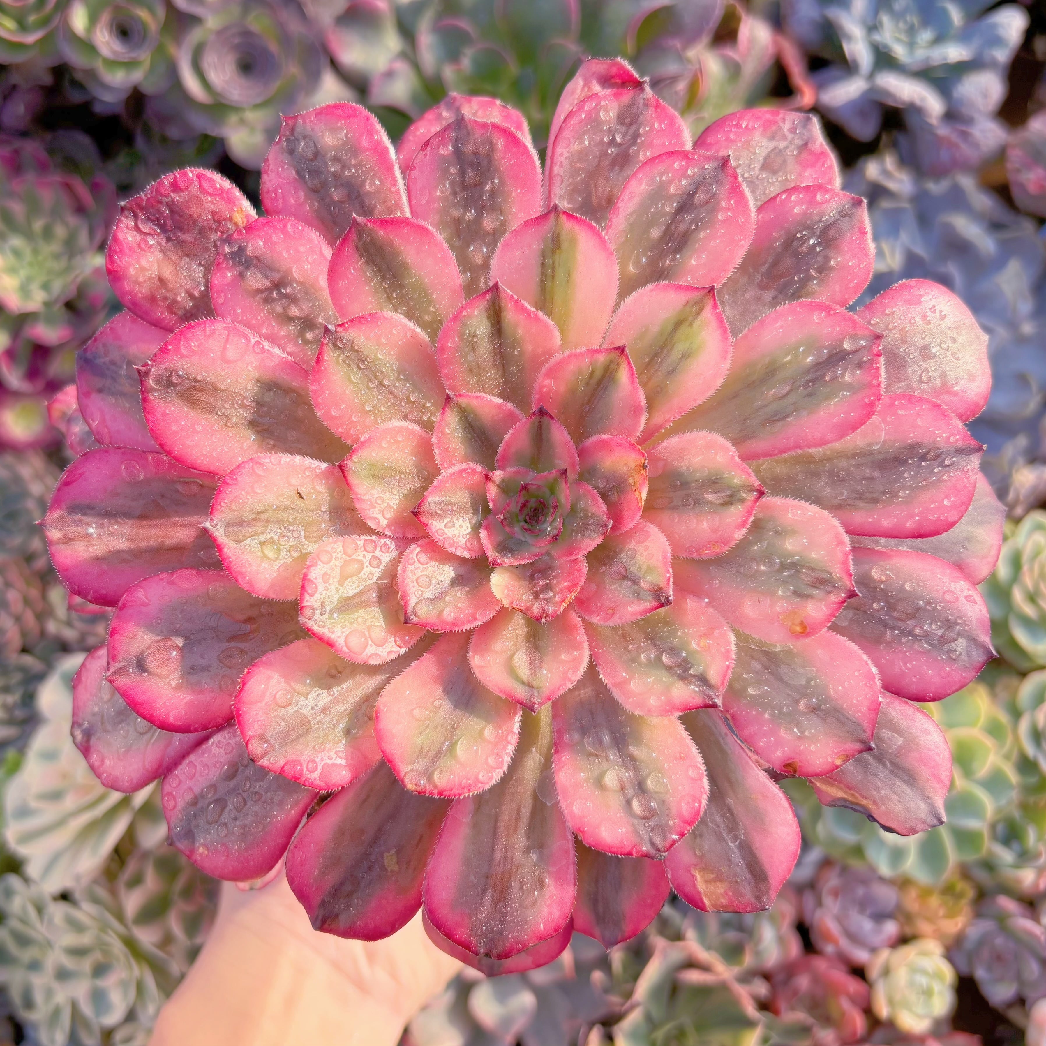 現品　白月光#K041　大群生　るる農園