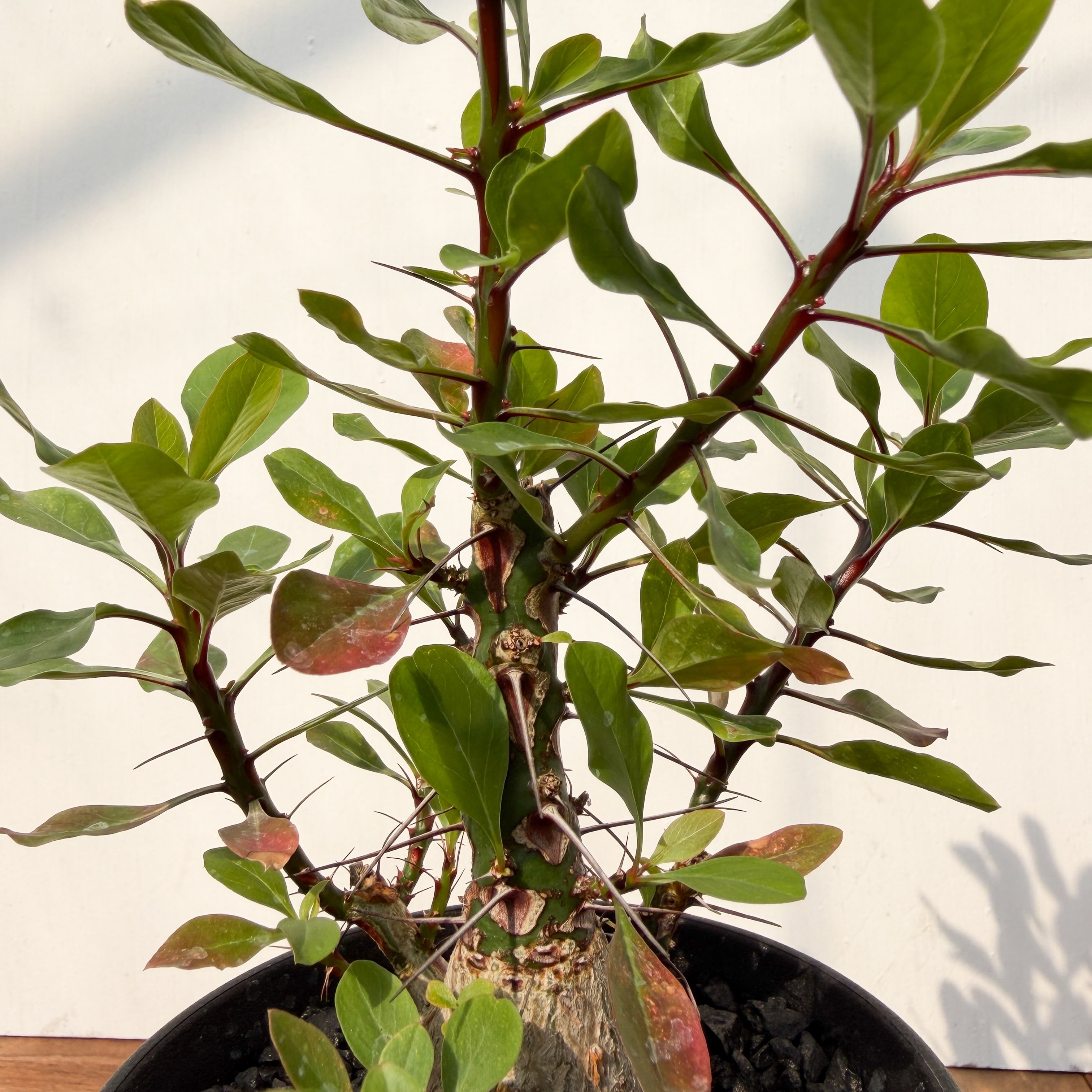Fouquieria fasciculata【フォークイエリア・ファシクラータ