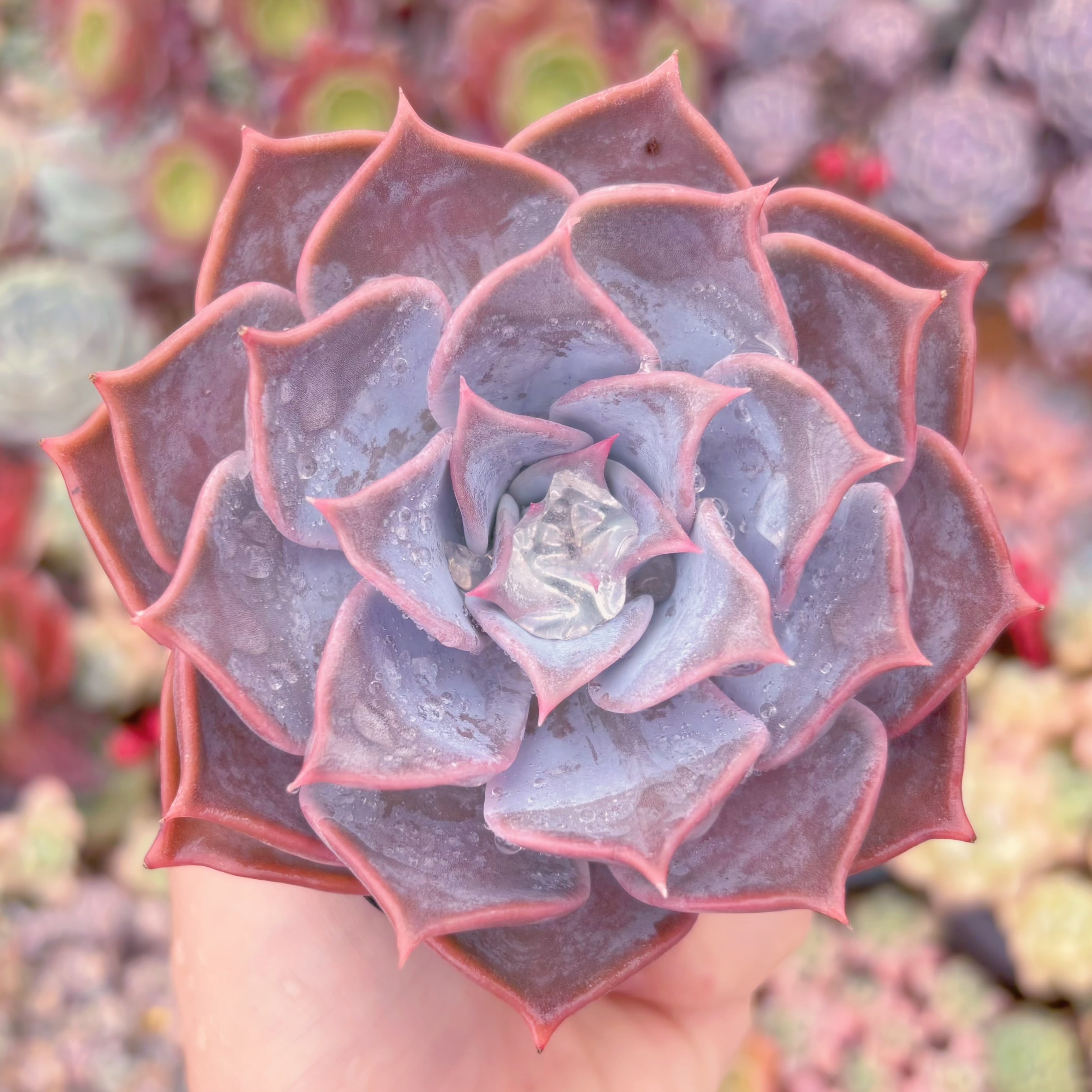 現物　Lilacina#874　古株　るる農園