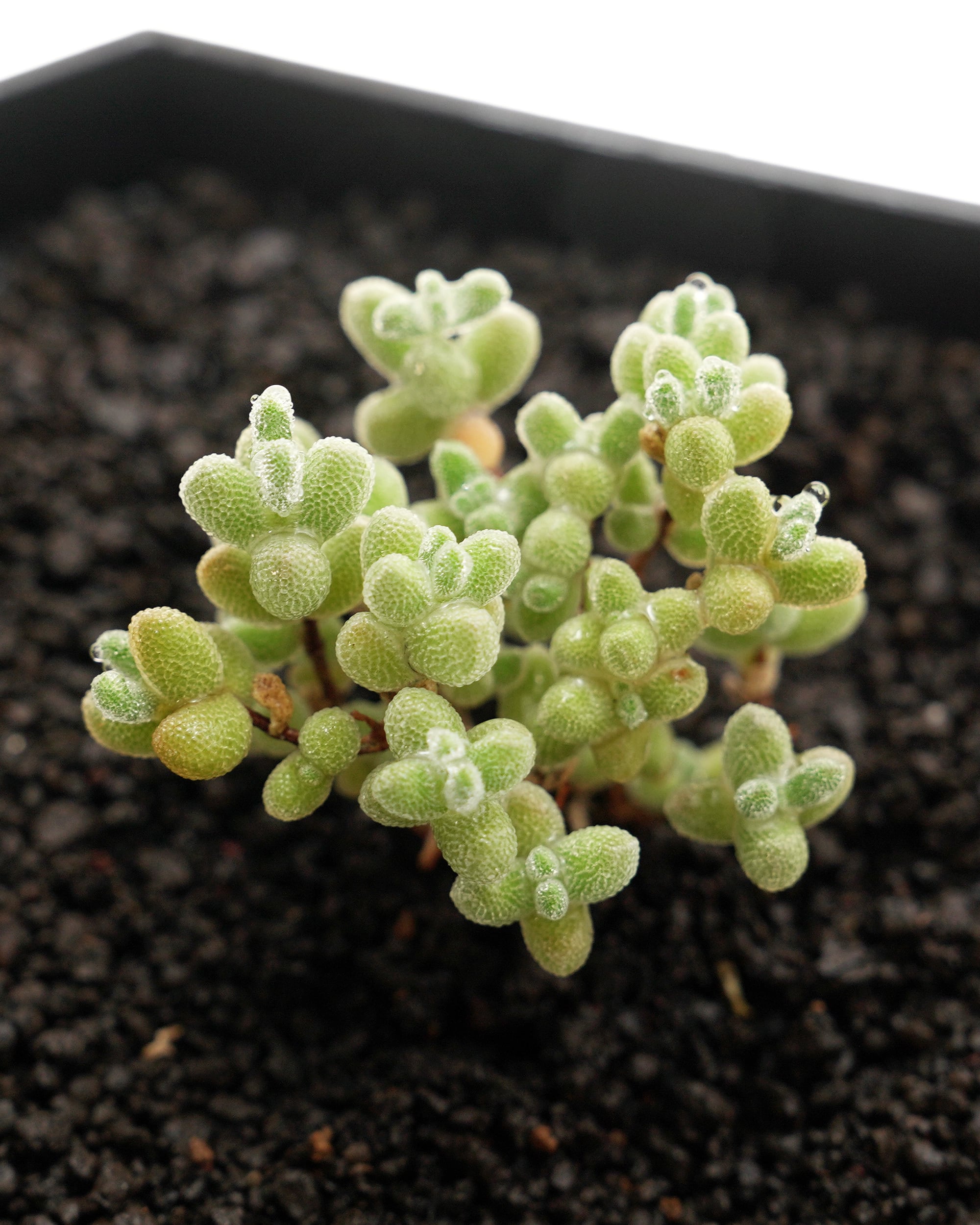 鉢植え ドロサンテマム スキルパッド Drosanthemum 'Skilpad