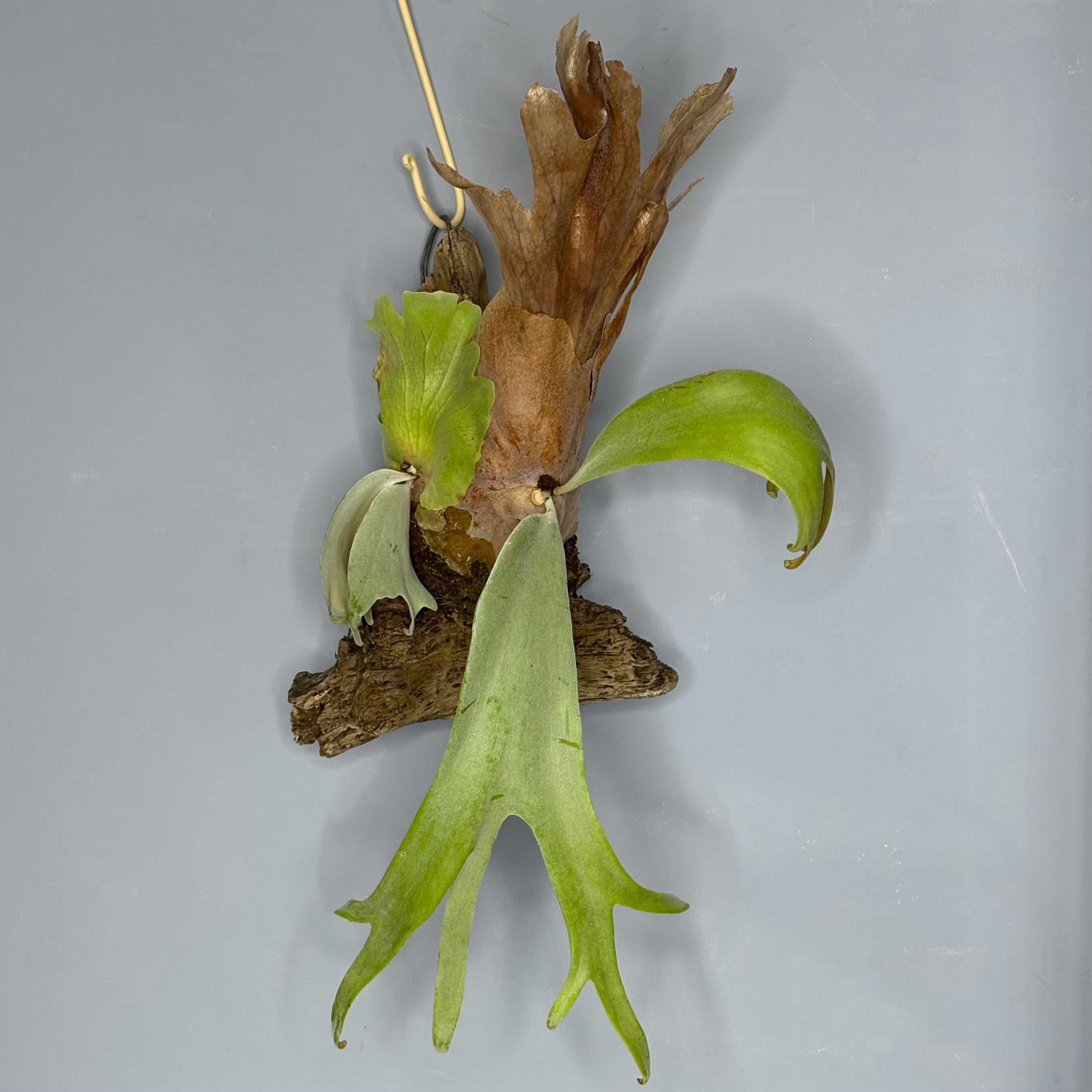 ビカクシダ willinckii Dwarf Nook × Bogor Mr. Suddan (mix spore