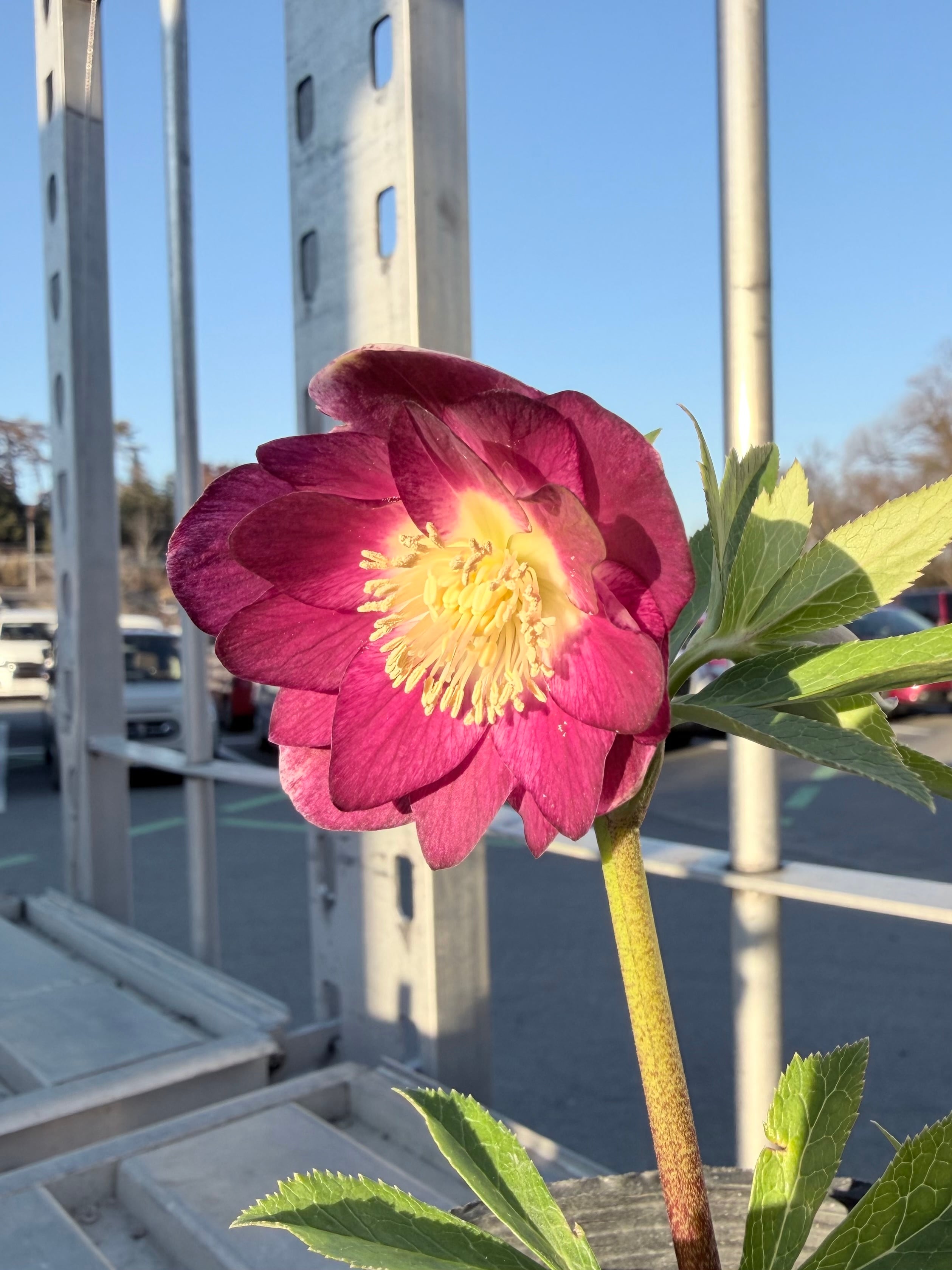 キラメキ☆ 紅白系リバーシブル 加藤農園 クリスマスローズ【ka39