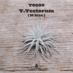【送料無料】テクトラムM〔エアプランツ〕現品発送T0609