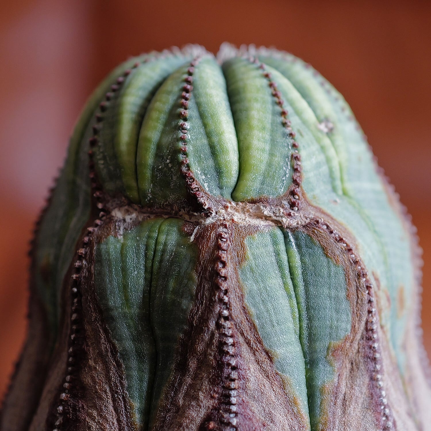 RETAKE メス株 超大株 8.1cm 木質化 美模様 捻じれ マウンテン オベサ