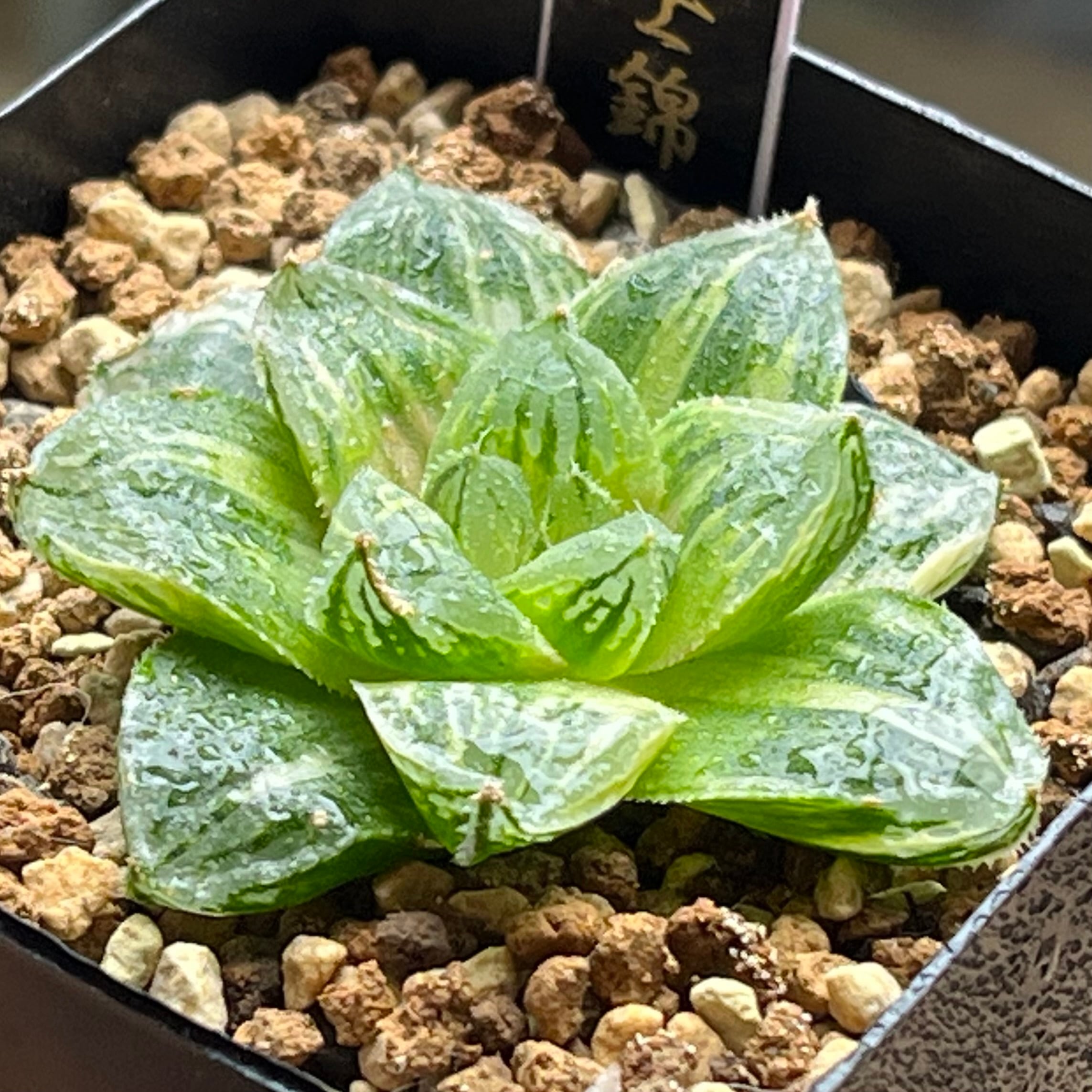 ハオルチア 火鳳凰錦 | mocono_plants