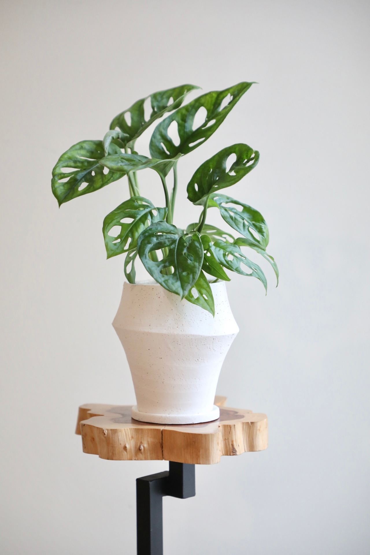 【S】マドカズラ/Monstera Adansonii　※陶器鉢付き