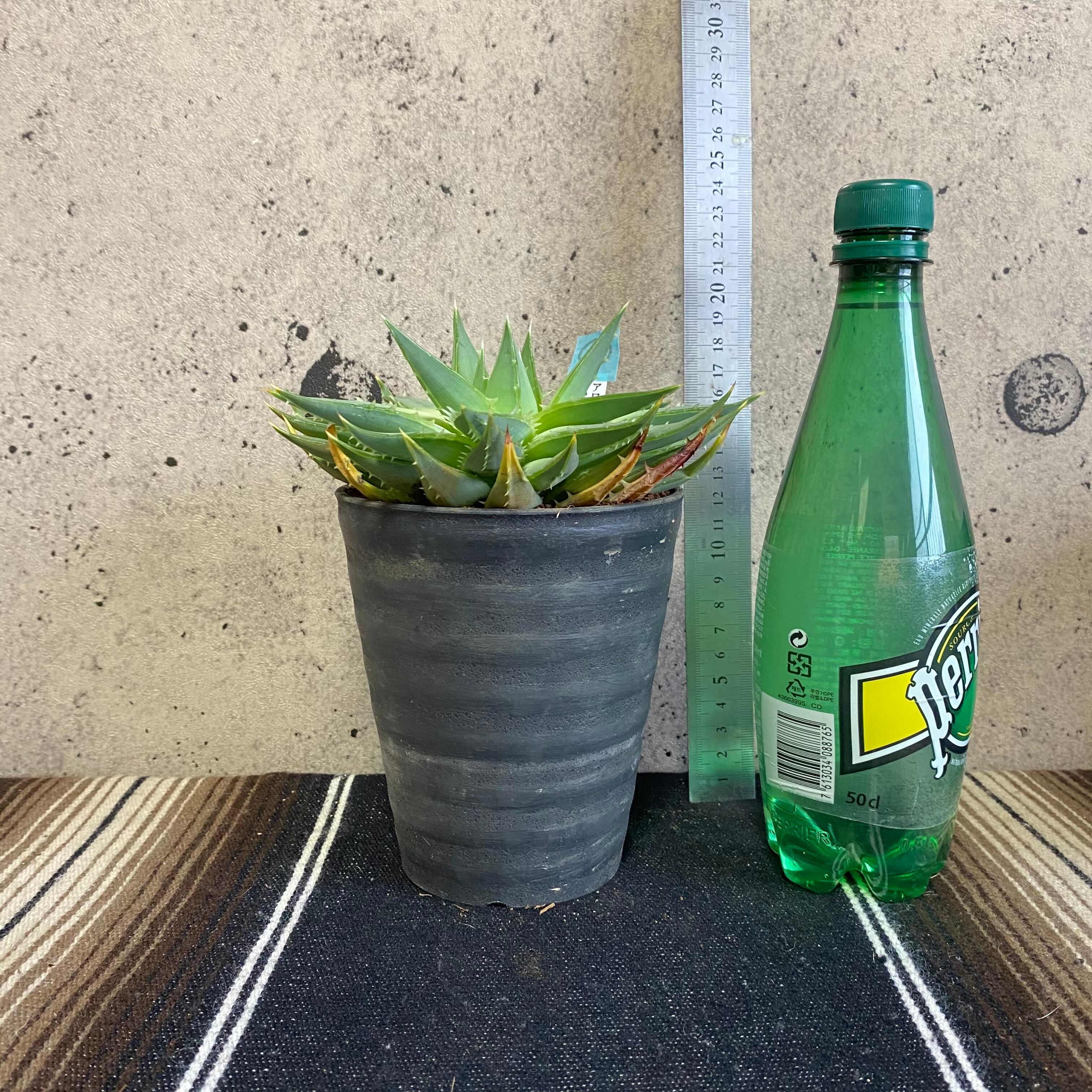 残りわずかになりました スパイラル アロエ ポリフィラ 1鉢 Planet Plants プラネットプランツ 残りわずかになりました スパイラル アロエ ポリフィラ 1鉢 Planet Plants プラネットプランツ