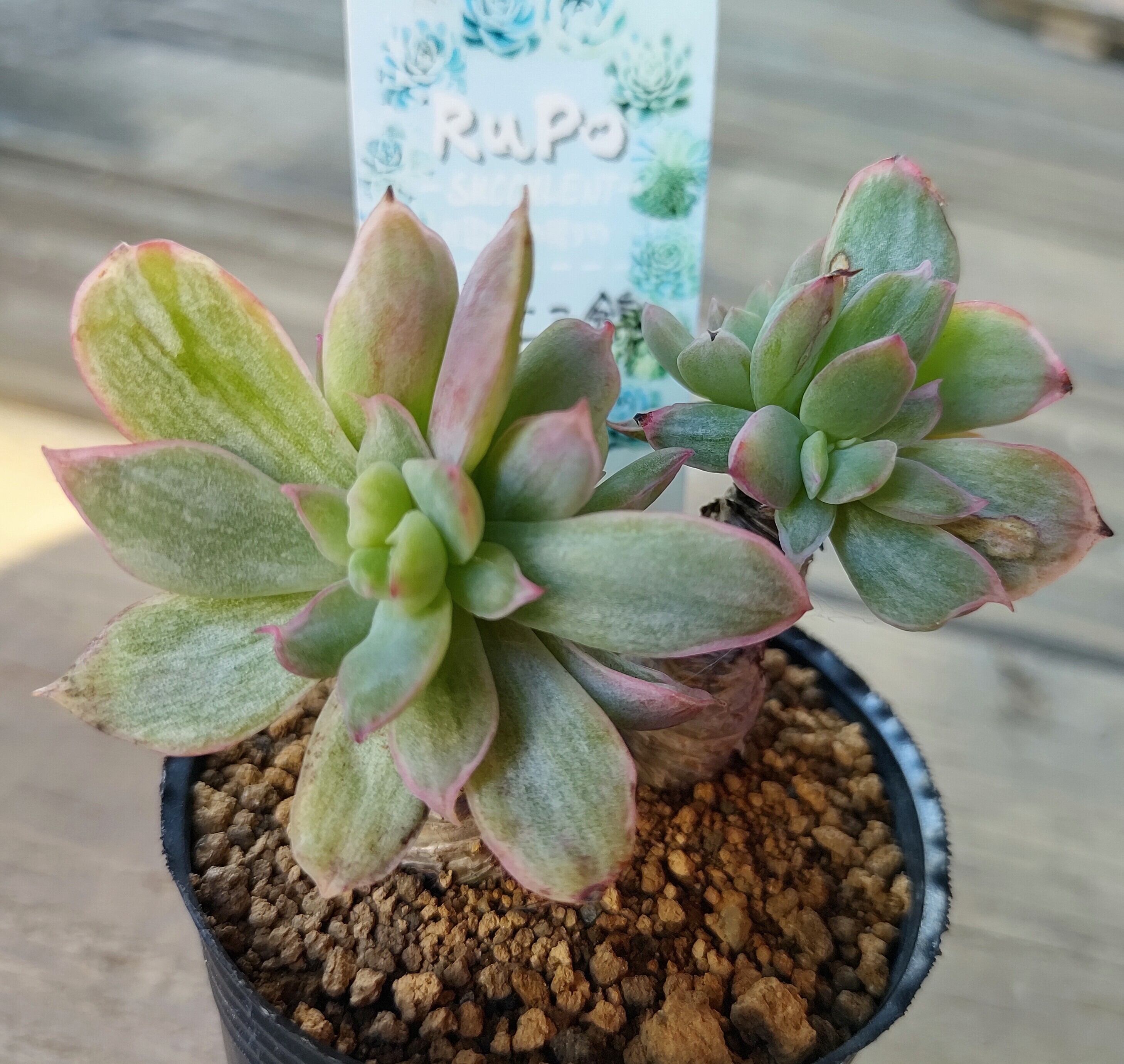 ルエラ錦 | RuPo 多肉植物専門店
