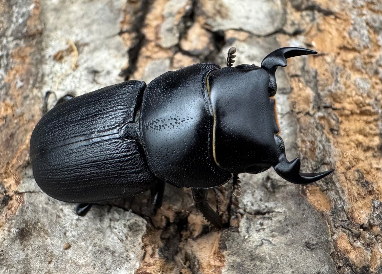 【WD】《ドルクス zhouchaoi(メンシウス ssp.) 27mm ペア》