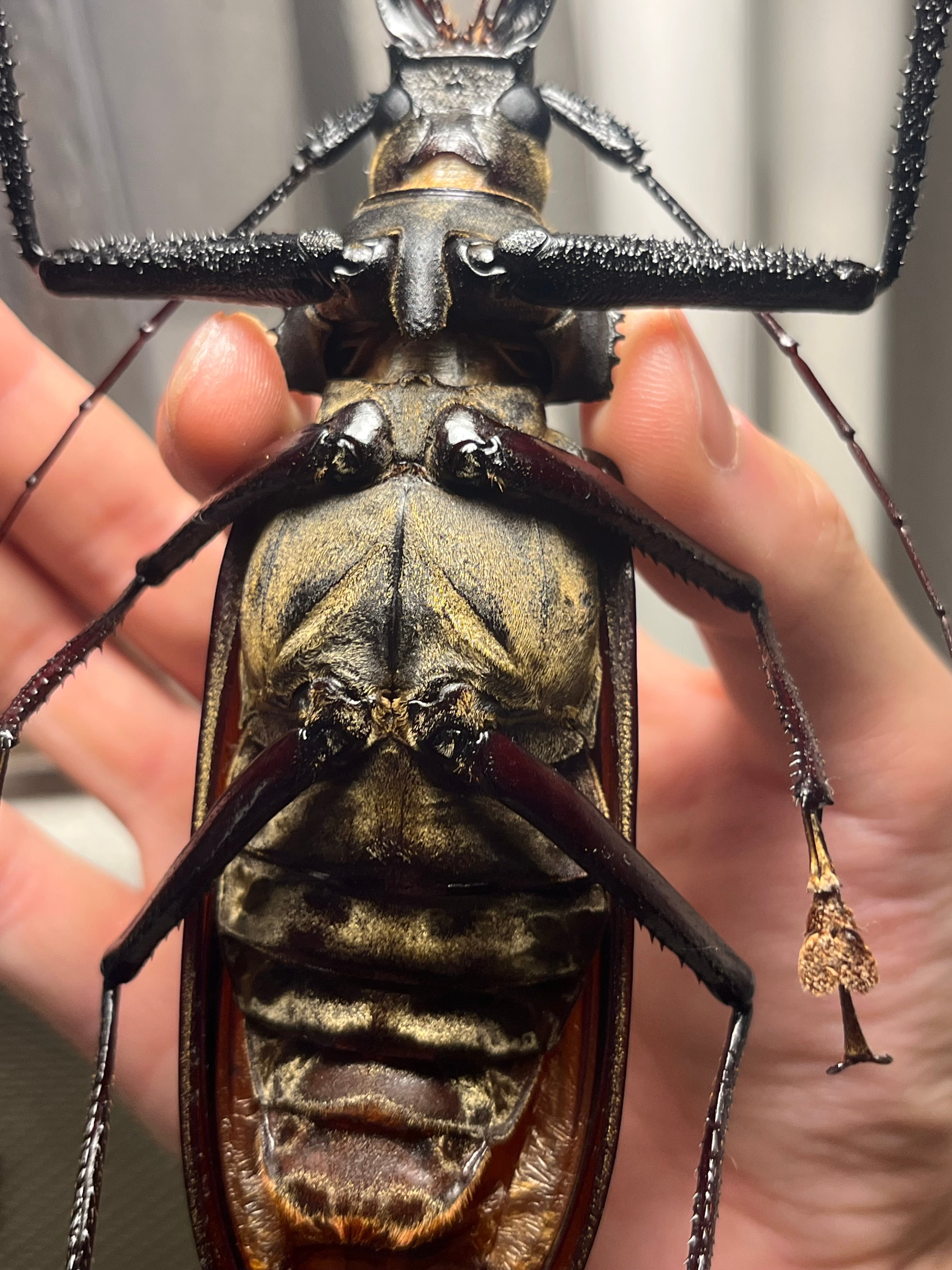 127mm】スジバネトゲフチオオウスバカミキリ ブルウスバカミキリ