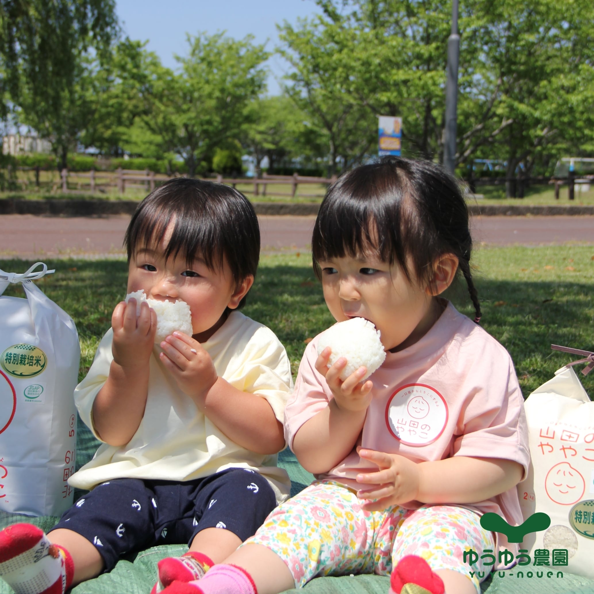 山田のややこセット【10kg@5kg×2】特別栽培米 | ゆうゆう農園