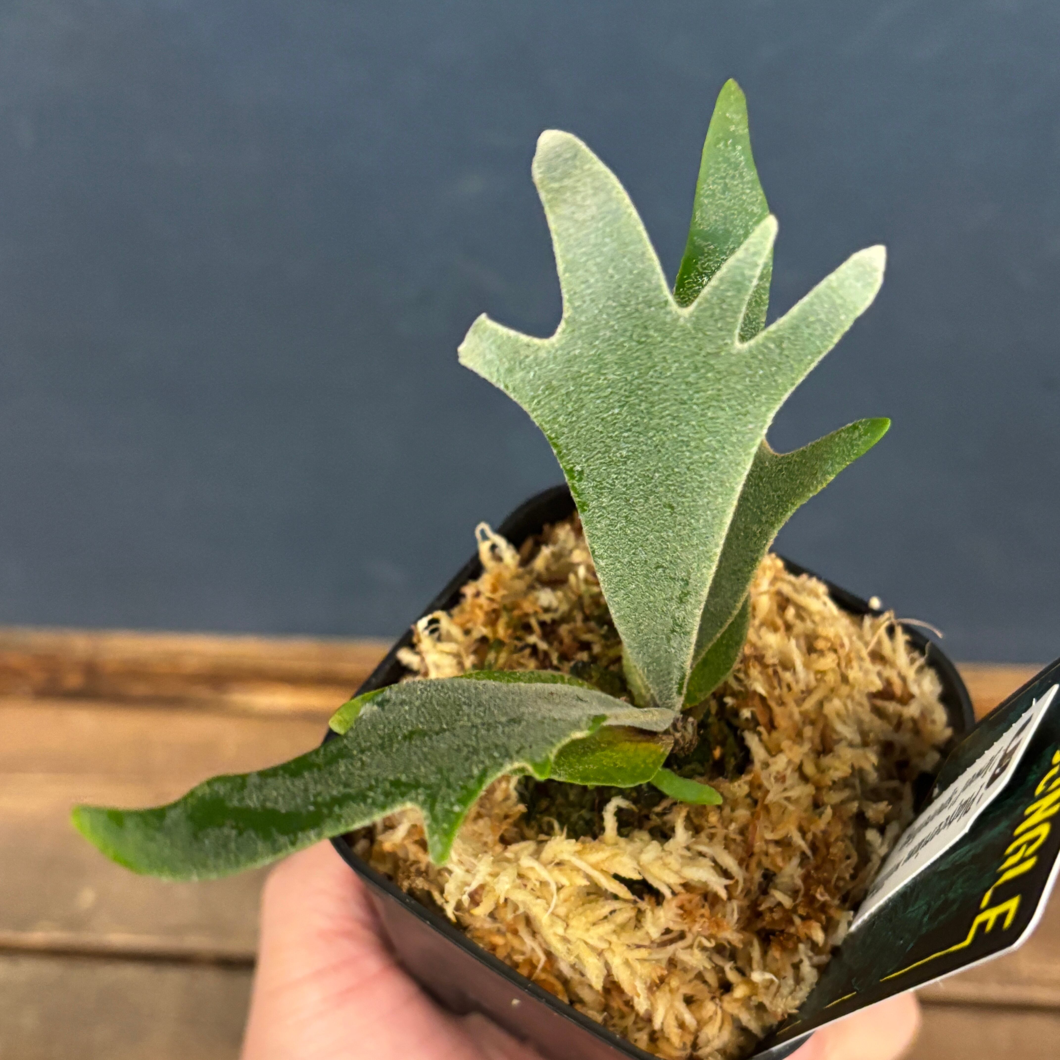 ビカクシダ ジュエル P. willinckii 'jewel' spore【362】 | PROTOLEAF