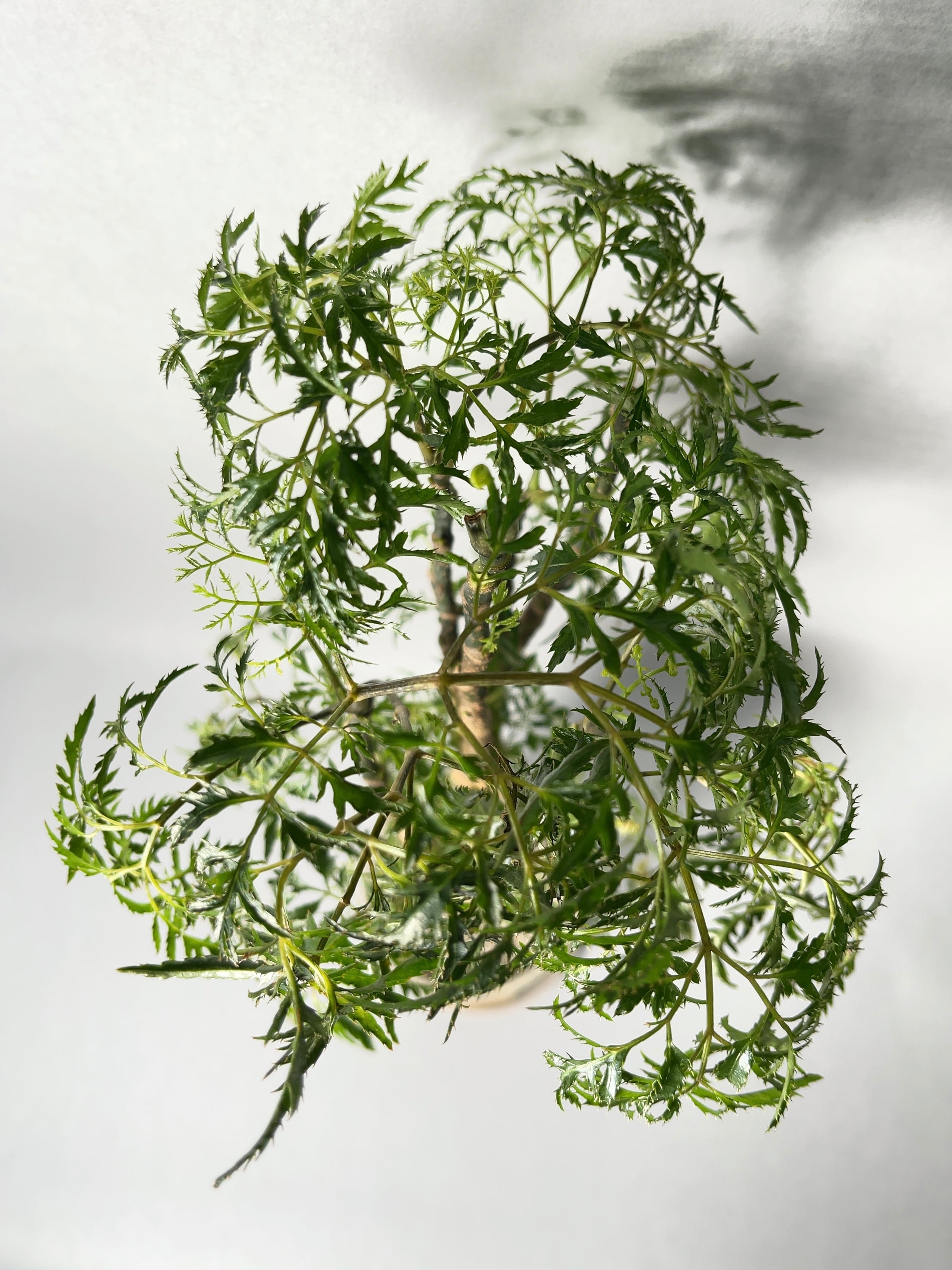 ポリシャス・スターシャ | trigger