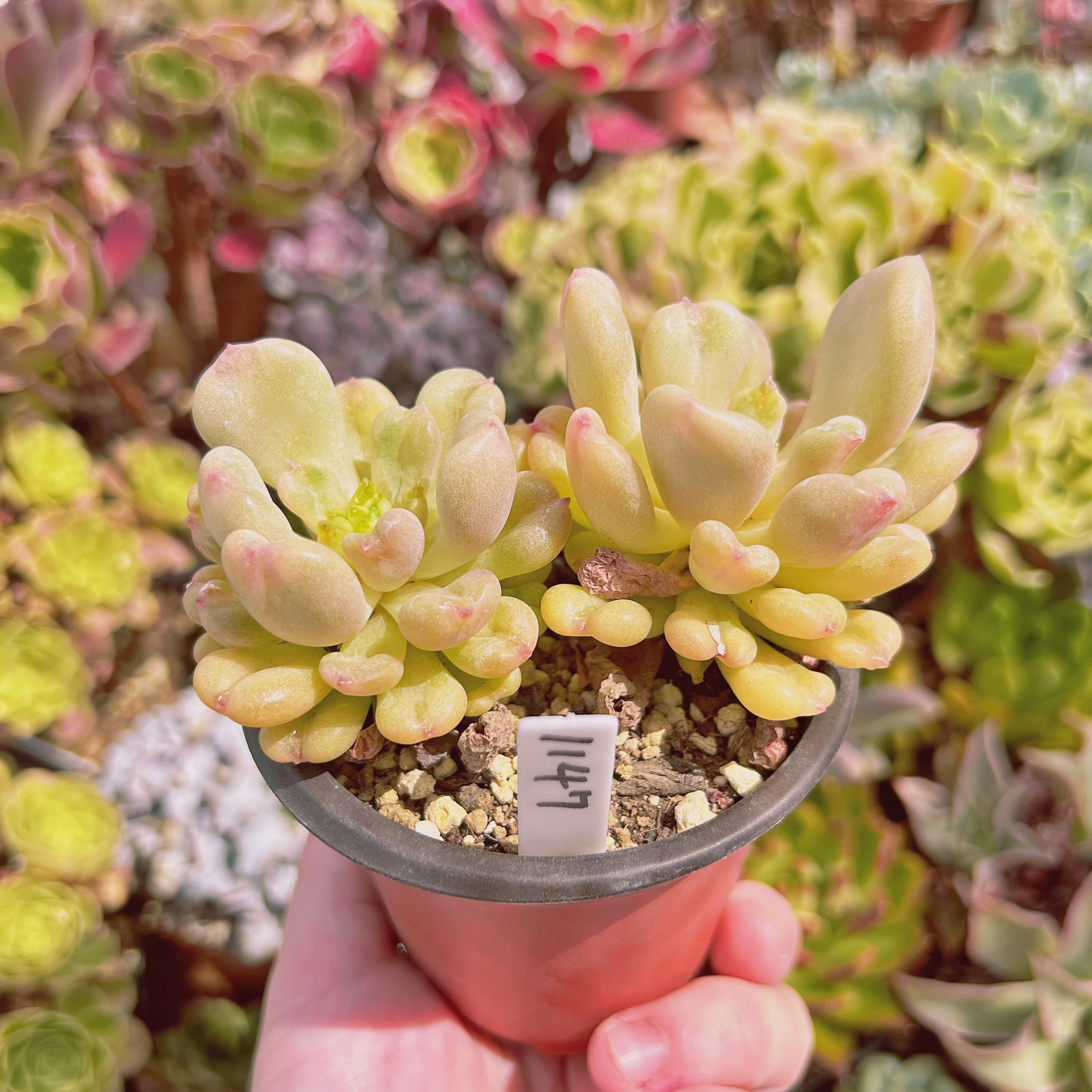 Floralies プランター 大型 おしゃれ 受け皿付き 植木鉢 大型 Floralies プランター 大型 おしゃれ 受け皿付き 植木鉢 大型