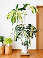 ゆったり癒しの アンスリウムフーケリー 5号鉢 観葉植物 calm cafe