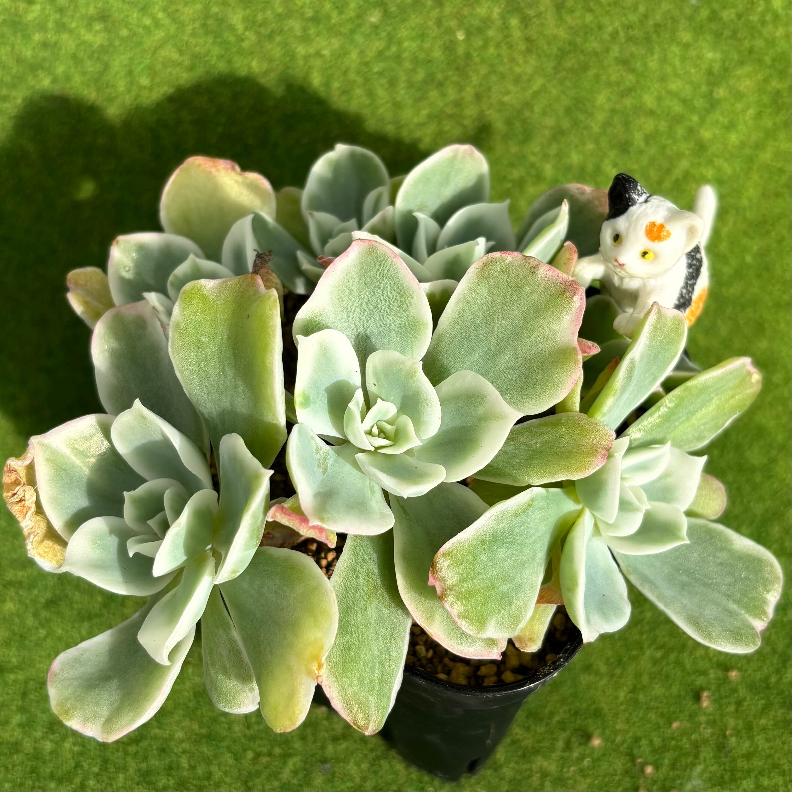 斑入り | 多肉植物 豆彦商店