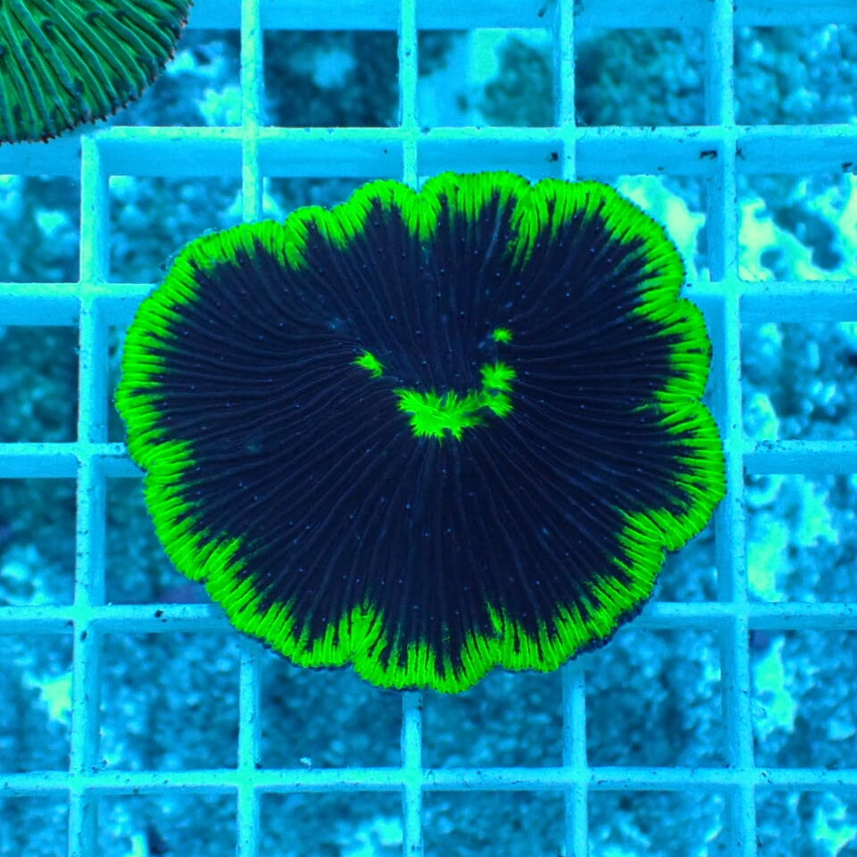 クサビライシ | HOUSE REEF(ハウスリーフ)サンゴ・海水魚・海藻・通販