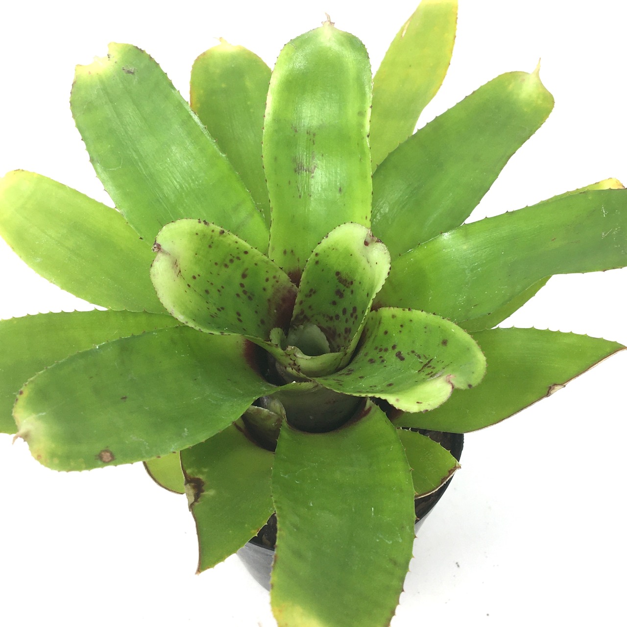 ネオレゲリア タイガーキャット【191】