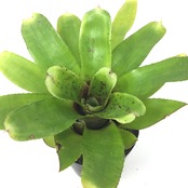 ネオレゲリア タイガーキャット【191】