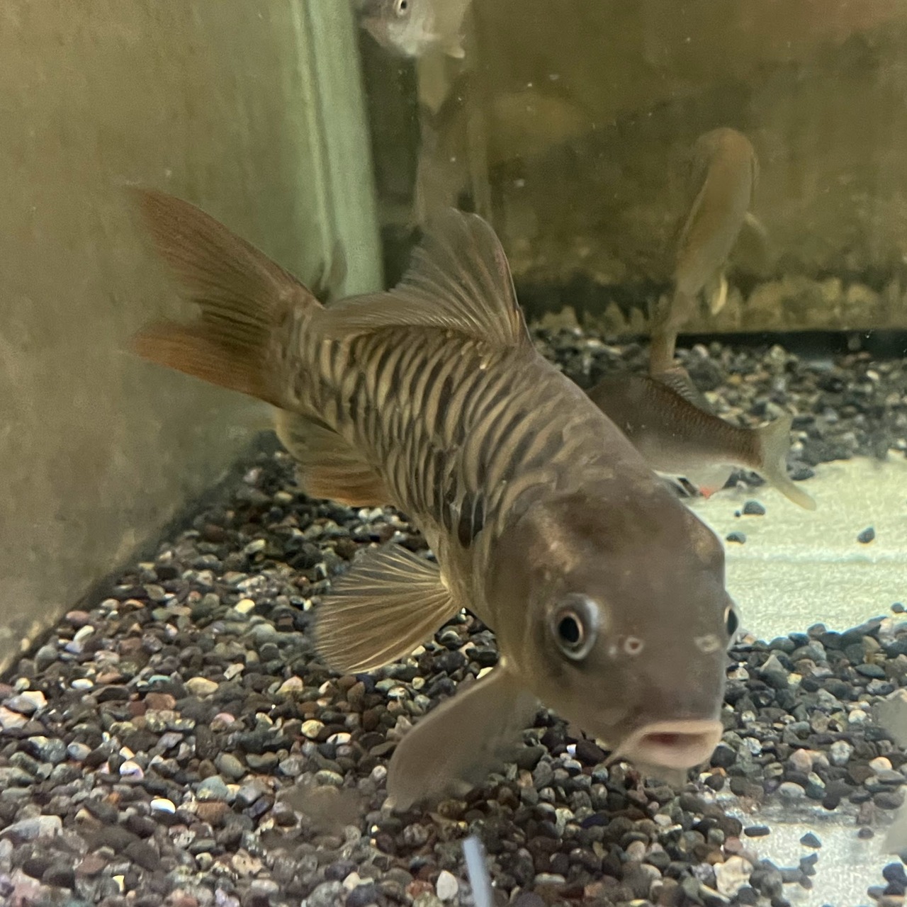 （淡水魚）ドイツマゴイ／真鯉（養殖）　20ｃｍ±（1匹）（現品）【生体】