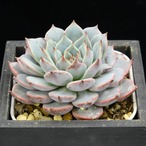 ピンウィール×クスピダータサンロベルト（選抜）01